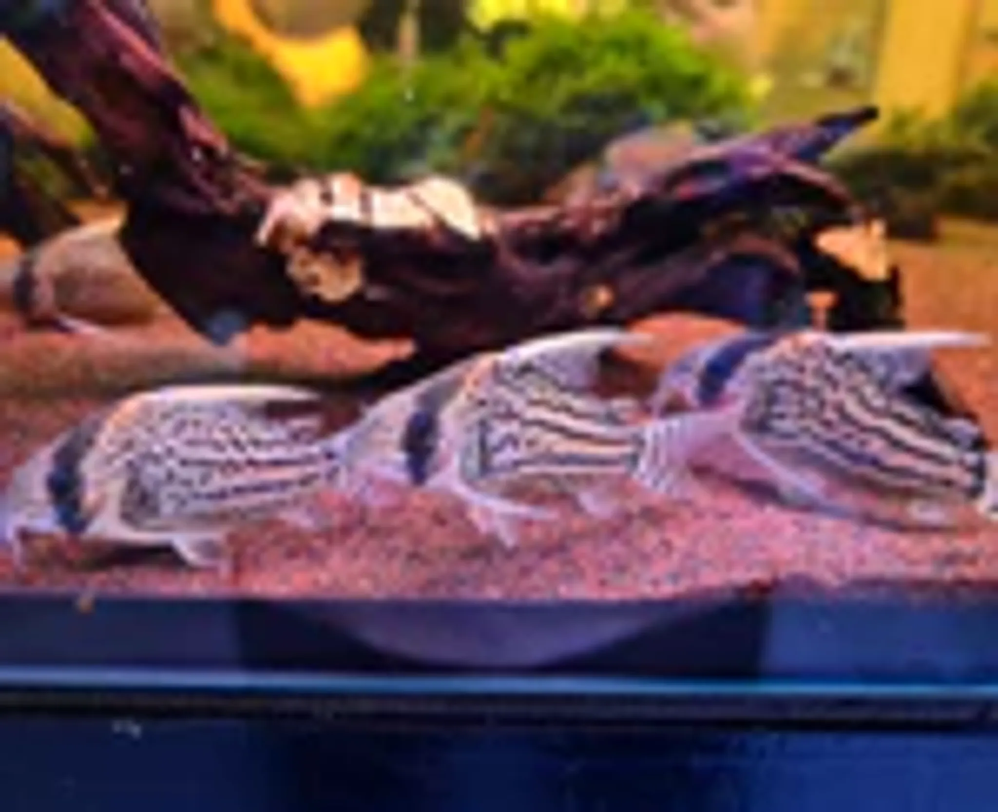 Corydoras Schwartzi sp. CW028