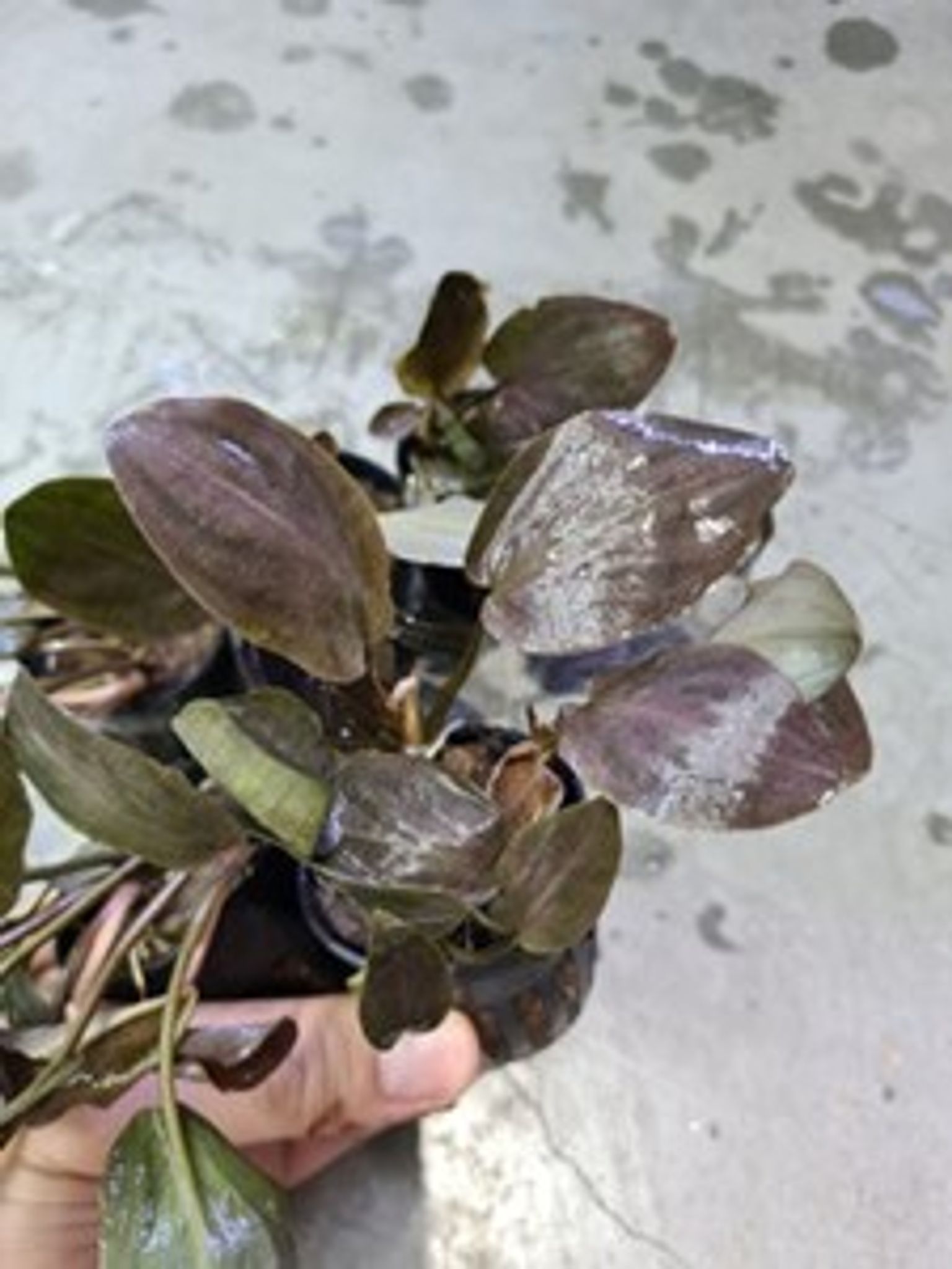 Lagenandra Meeboldii 'Red'