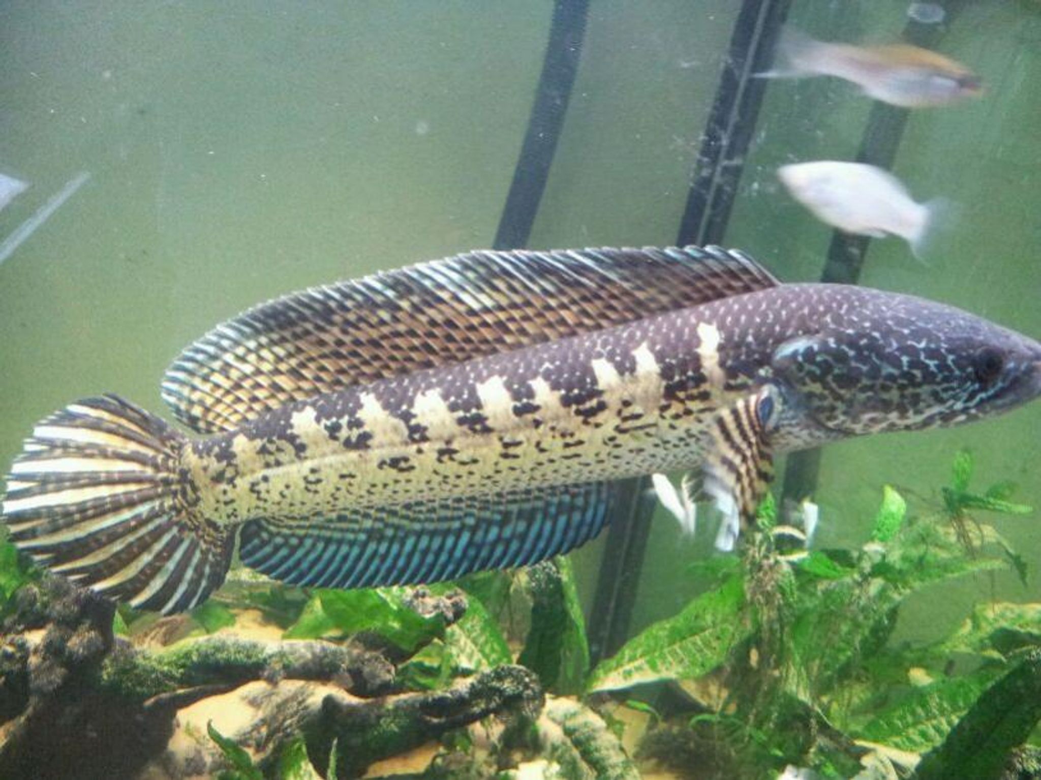 Aurantimauculata Channa Golden Cobra