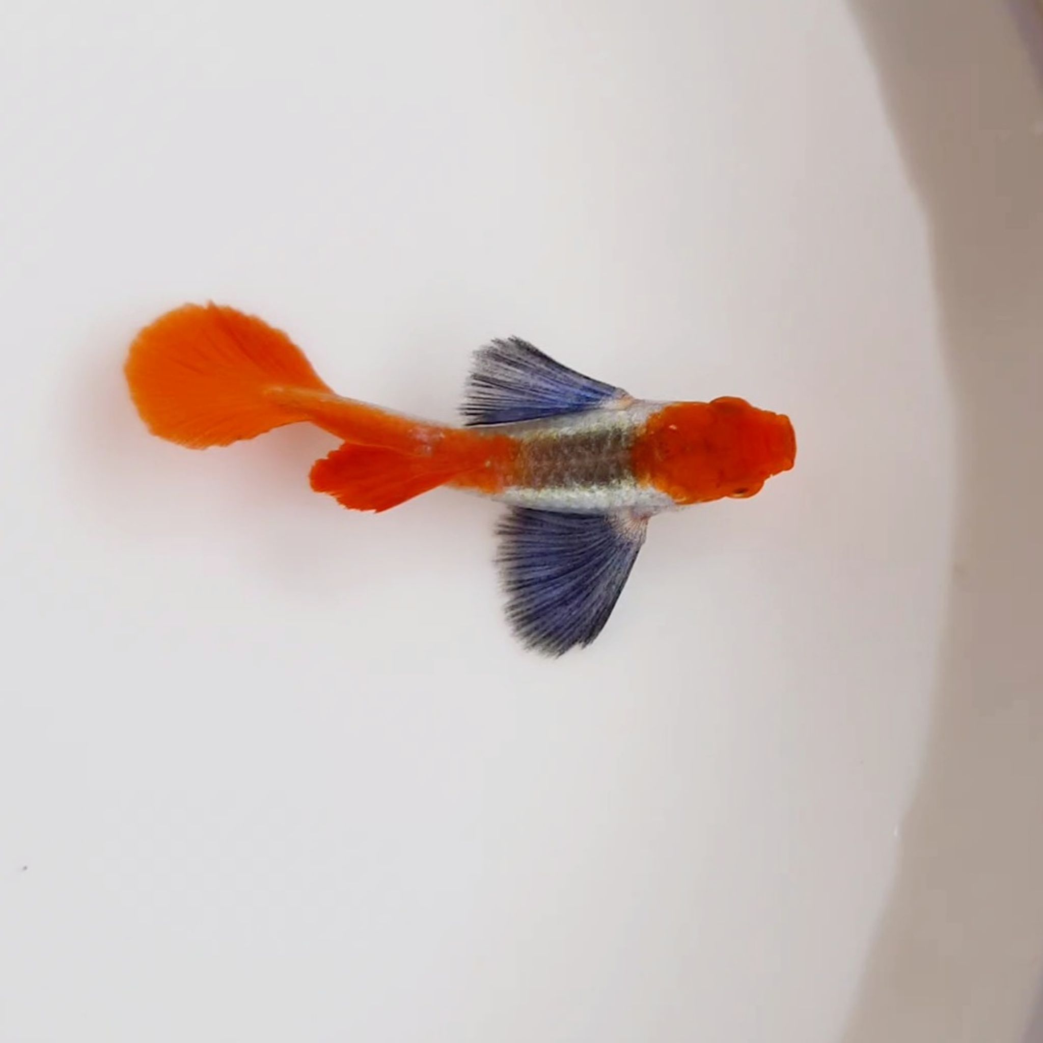 Guppy Platinum Red Tail Dumbo Ear Koi