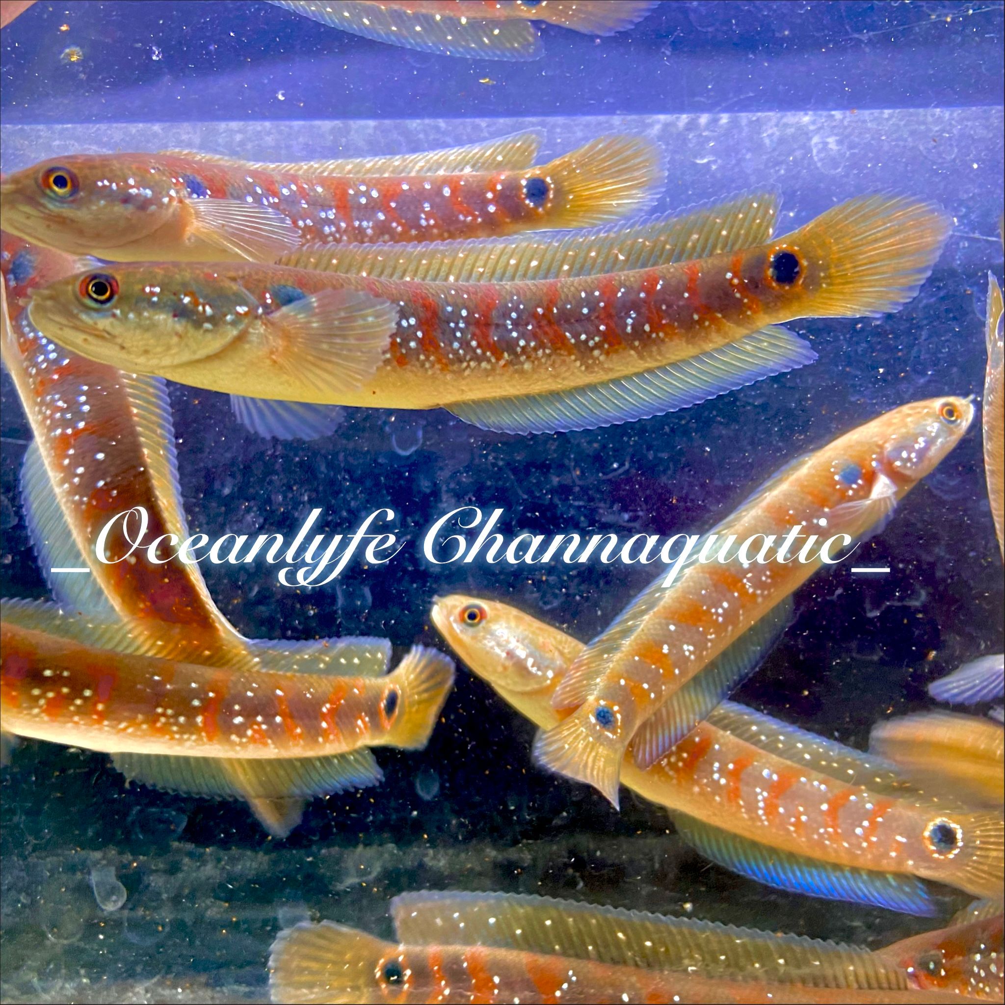 Channa Asiatica Red stripe