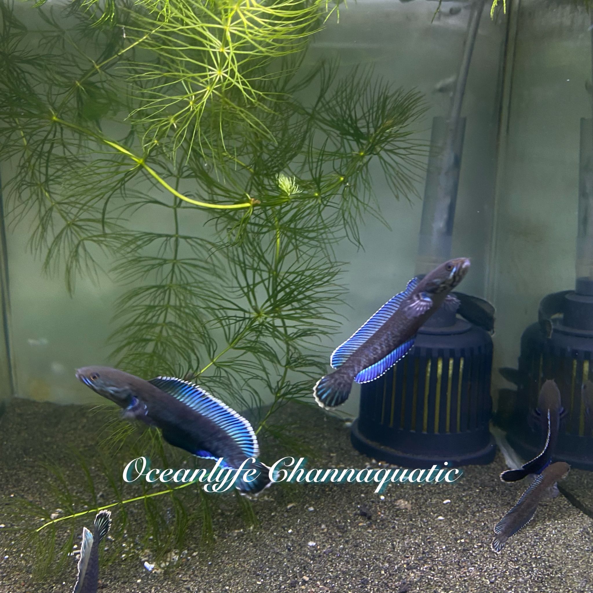 Channa Blue Andrao