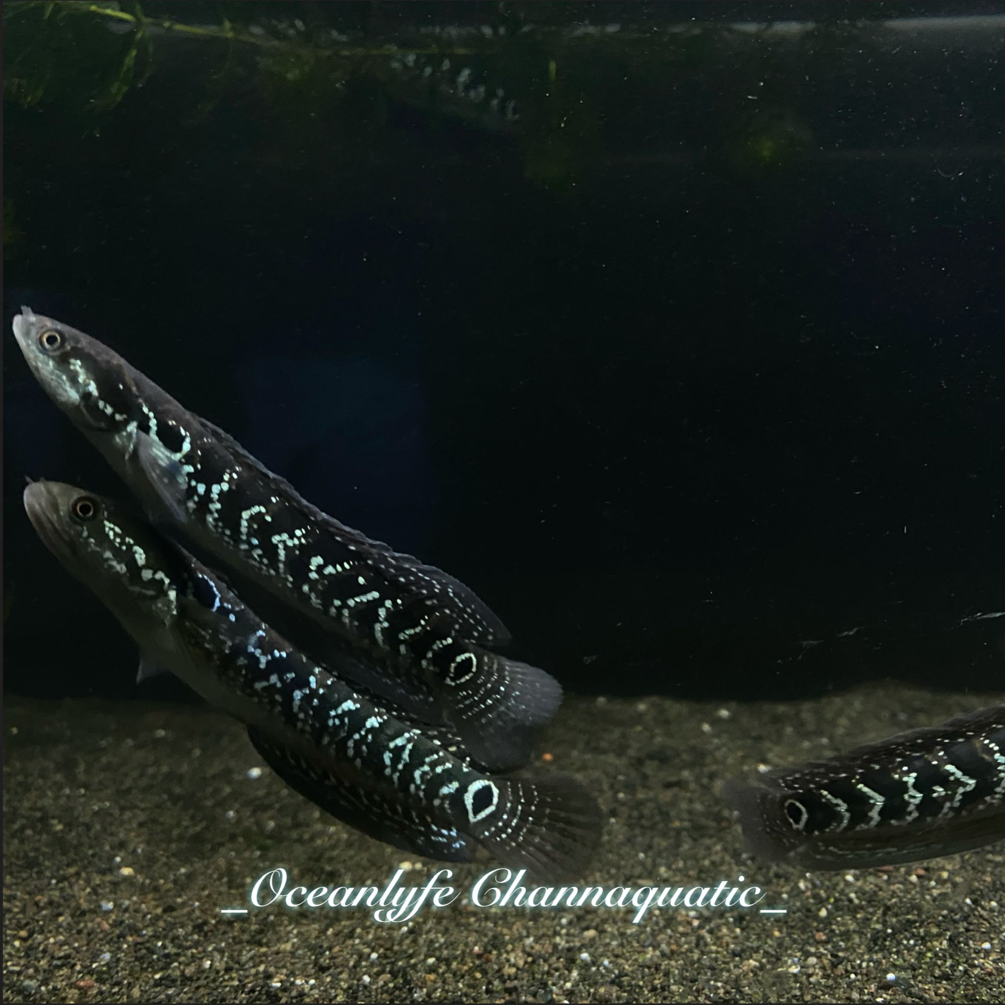 Channa Asiatica White Spotted