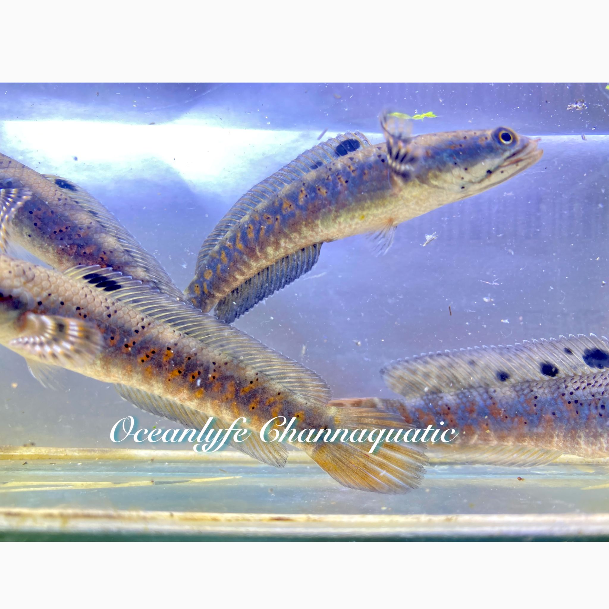 Channa Blue Pulchra