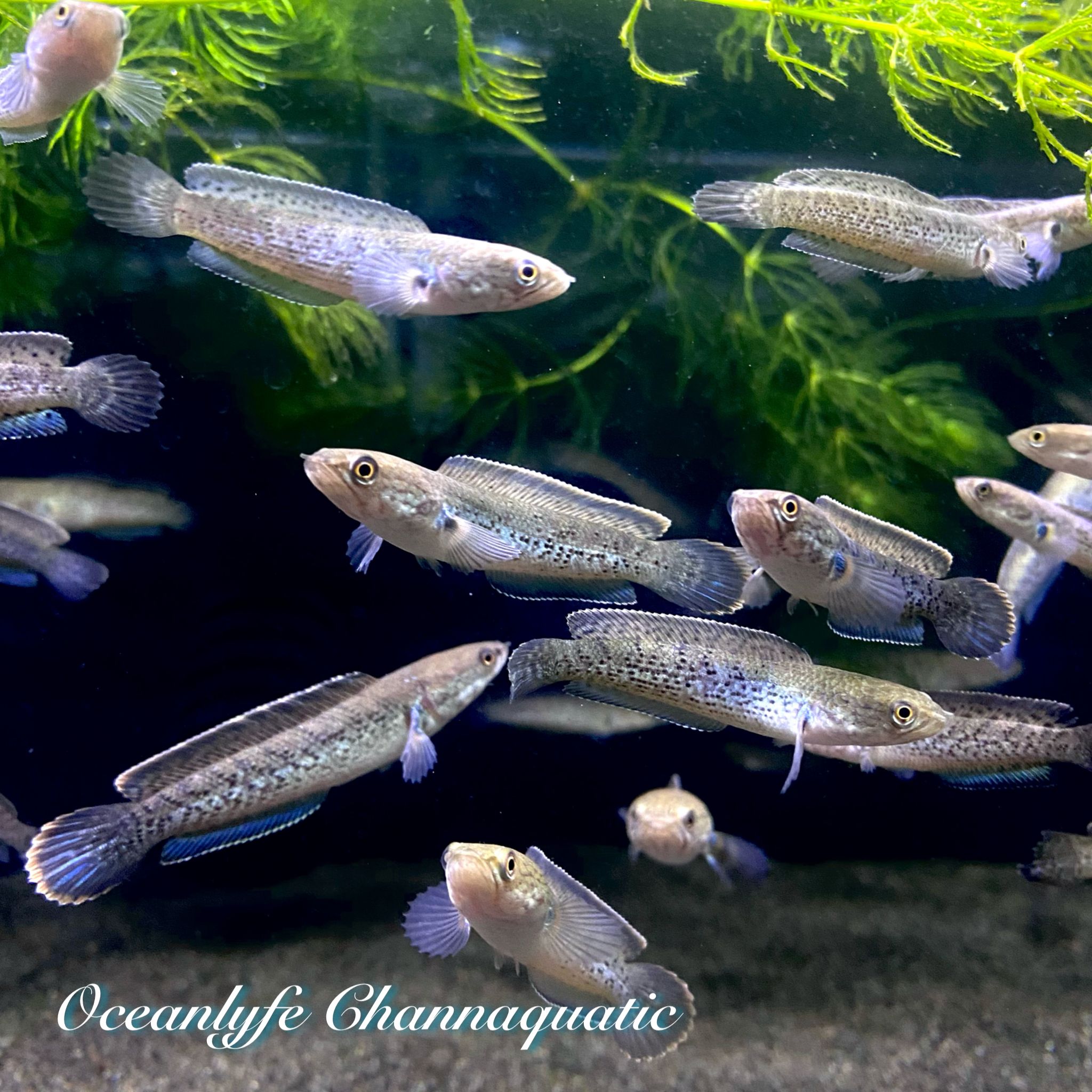 Channa Stewartii