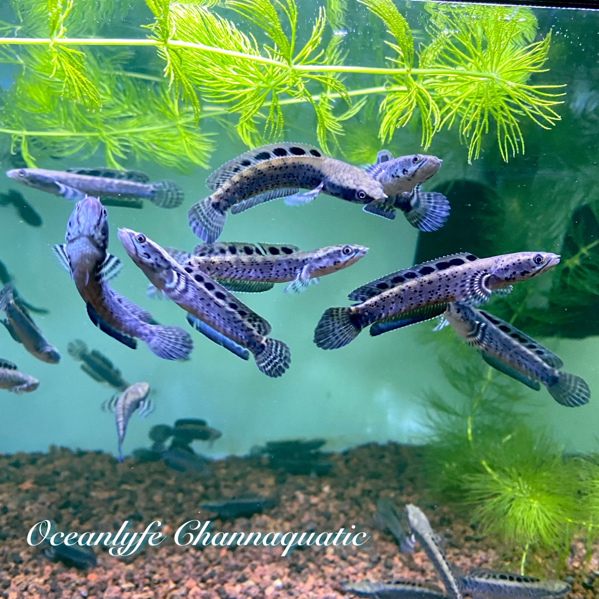 Channa Ornatipinnis Yellow Lips