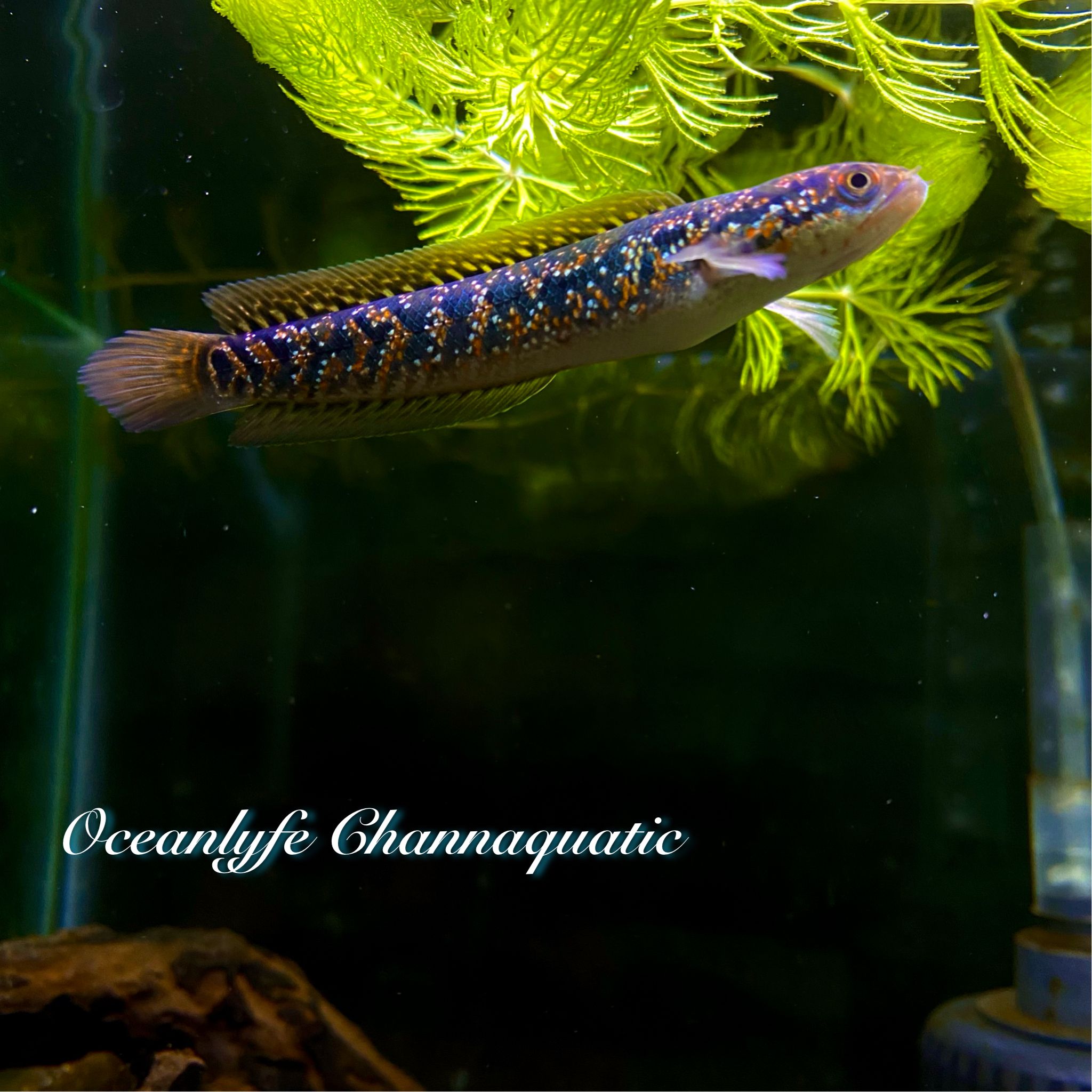 CHANNA ASIATICA RED SPOTTED SUPERFORM / KALIMAYA