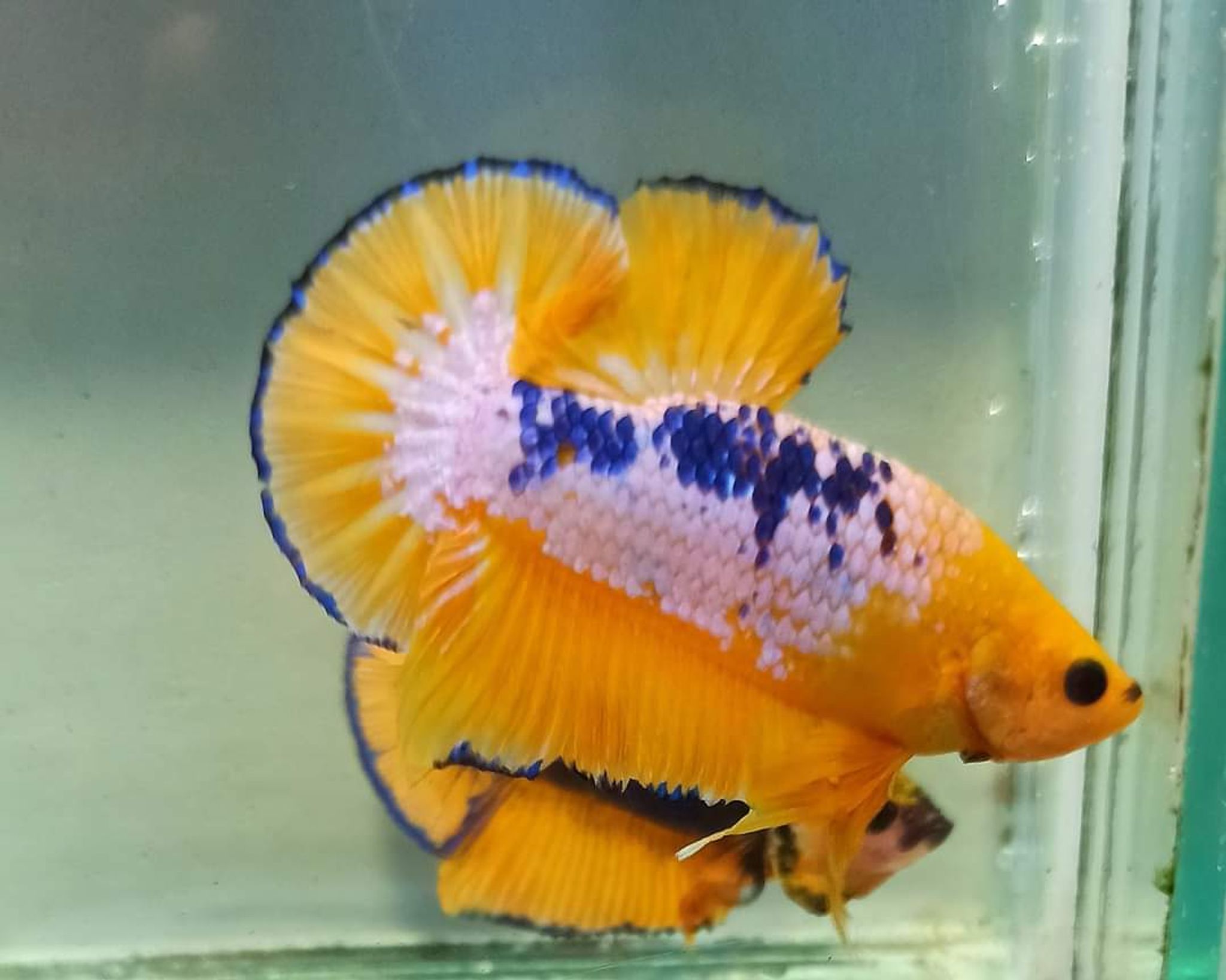 Betta Yellow Fancy