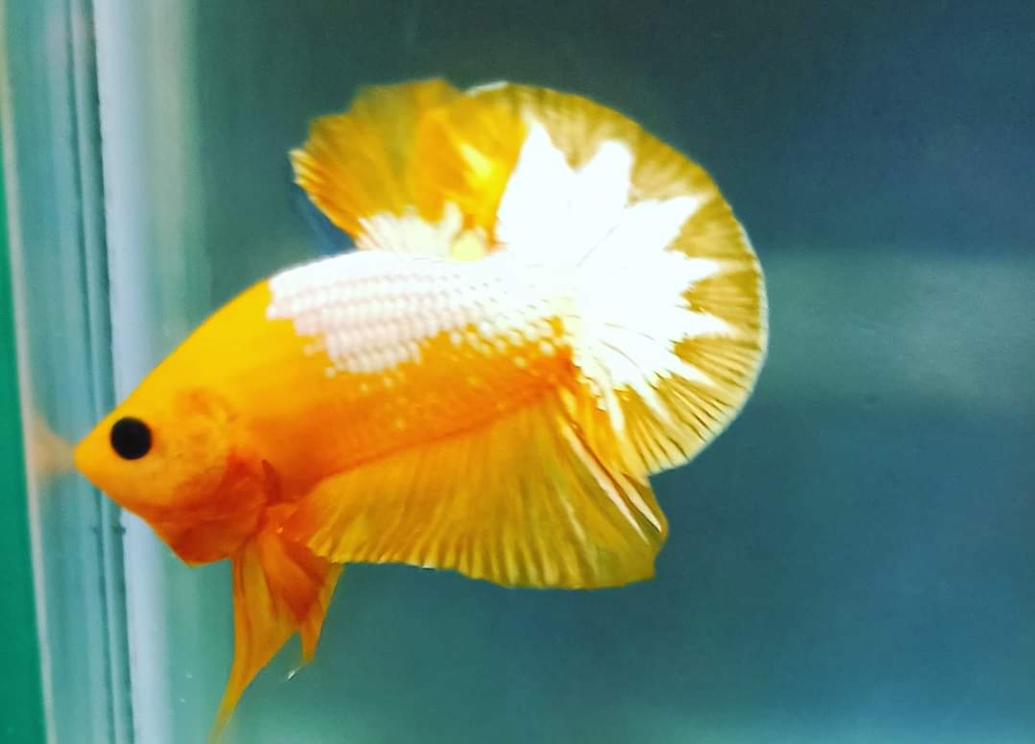 Betta Yellow Fancy Copper