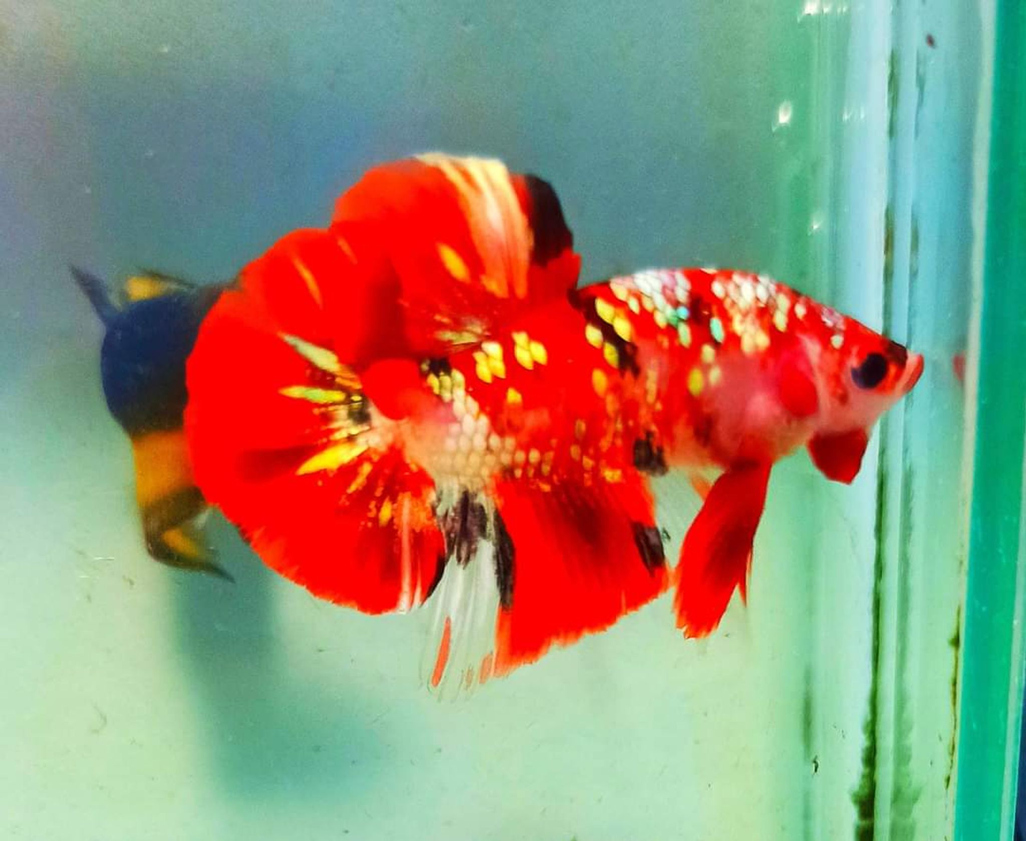 Betta Red Koi Copper