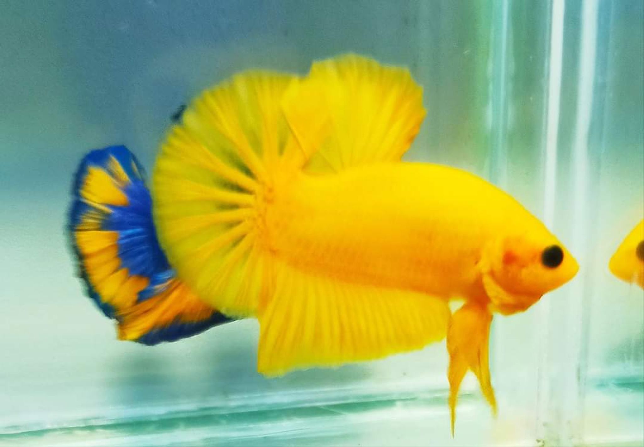 Betta Fancy Yellow Solid