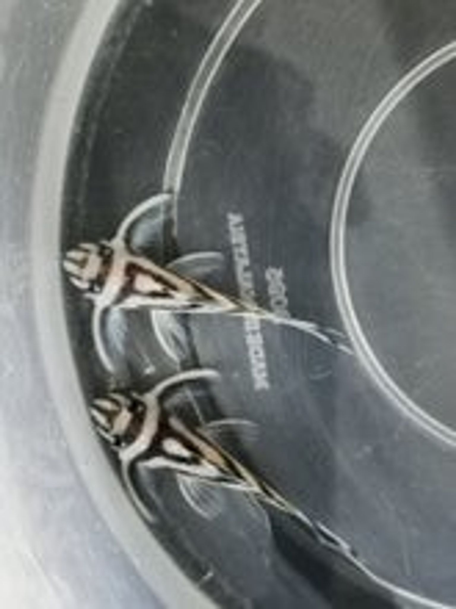 L46 zebra pleco 4-4.5cm