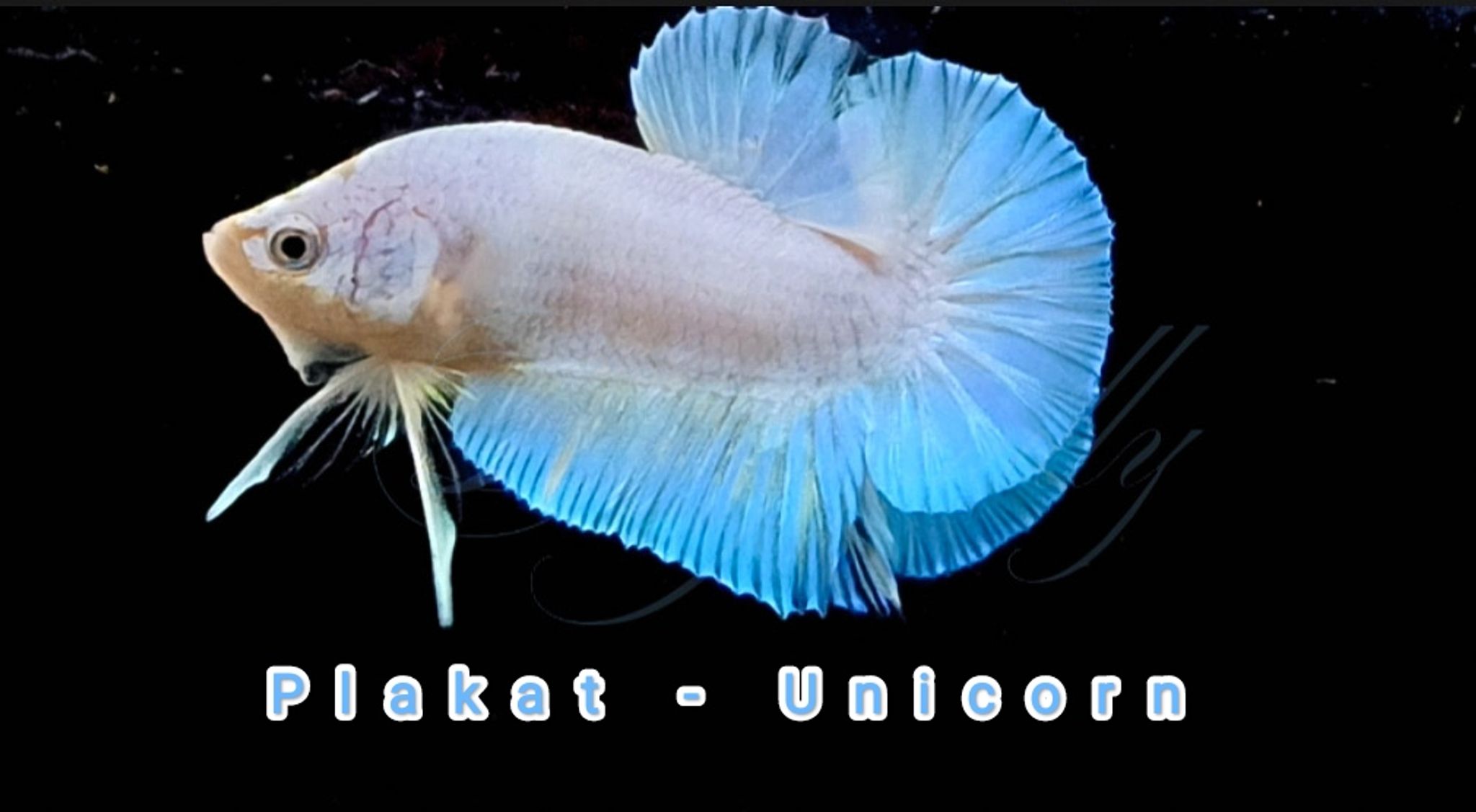 HMPK Unicorn
