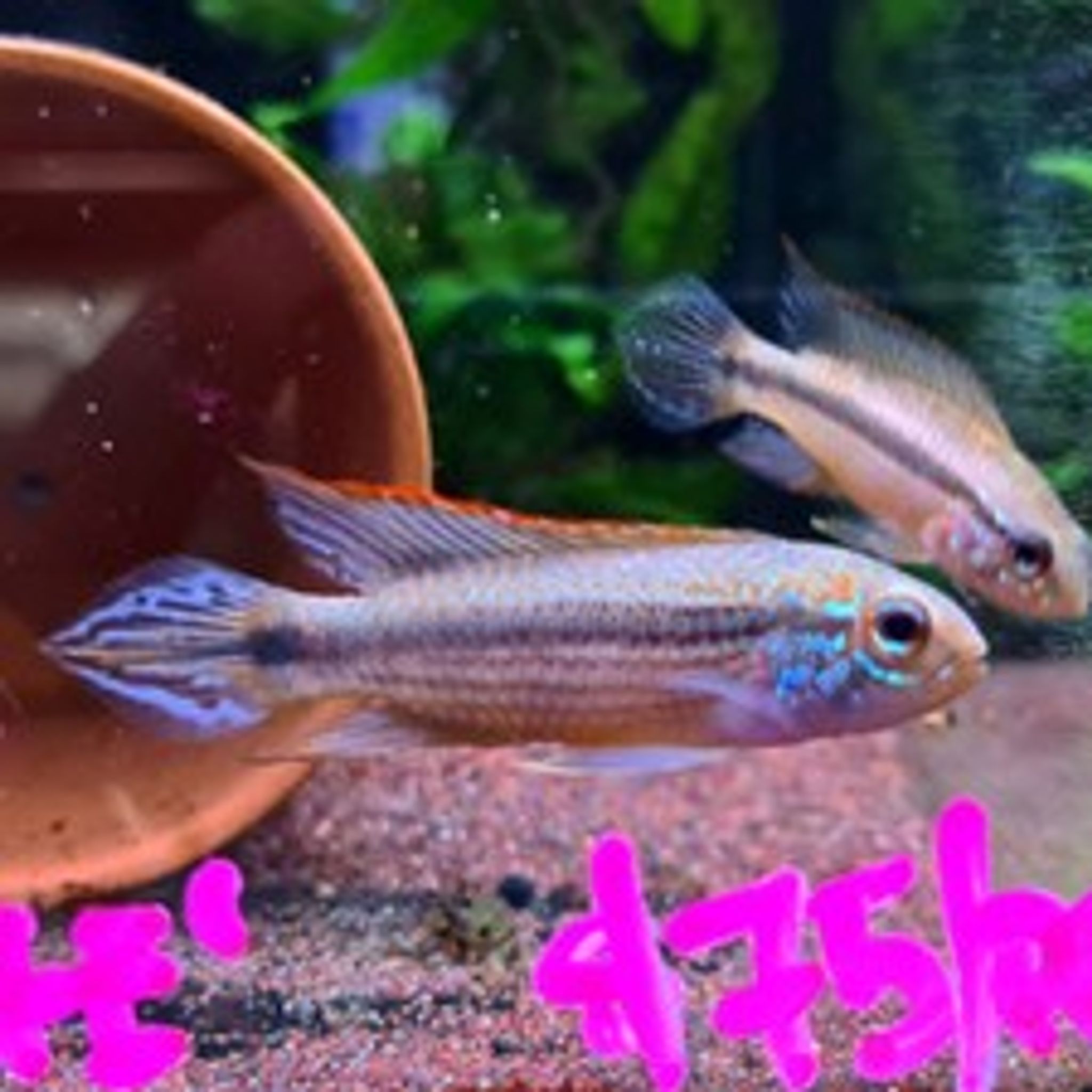 Apistogramma Agassizii