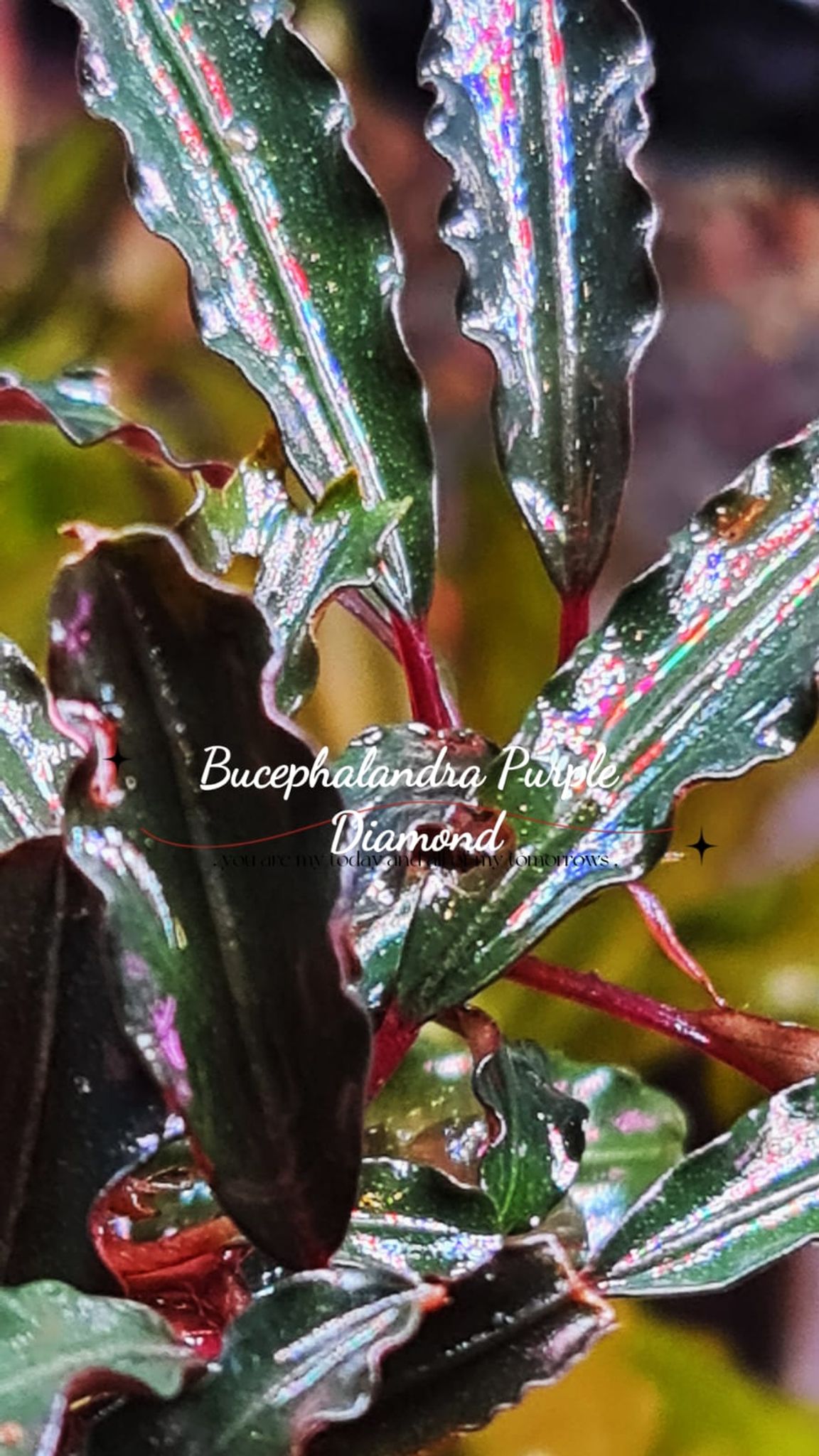 Bucephalandra Purple Diamond (per rhyzome)