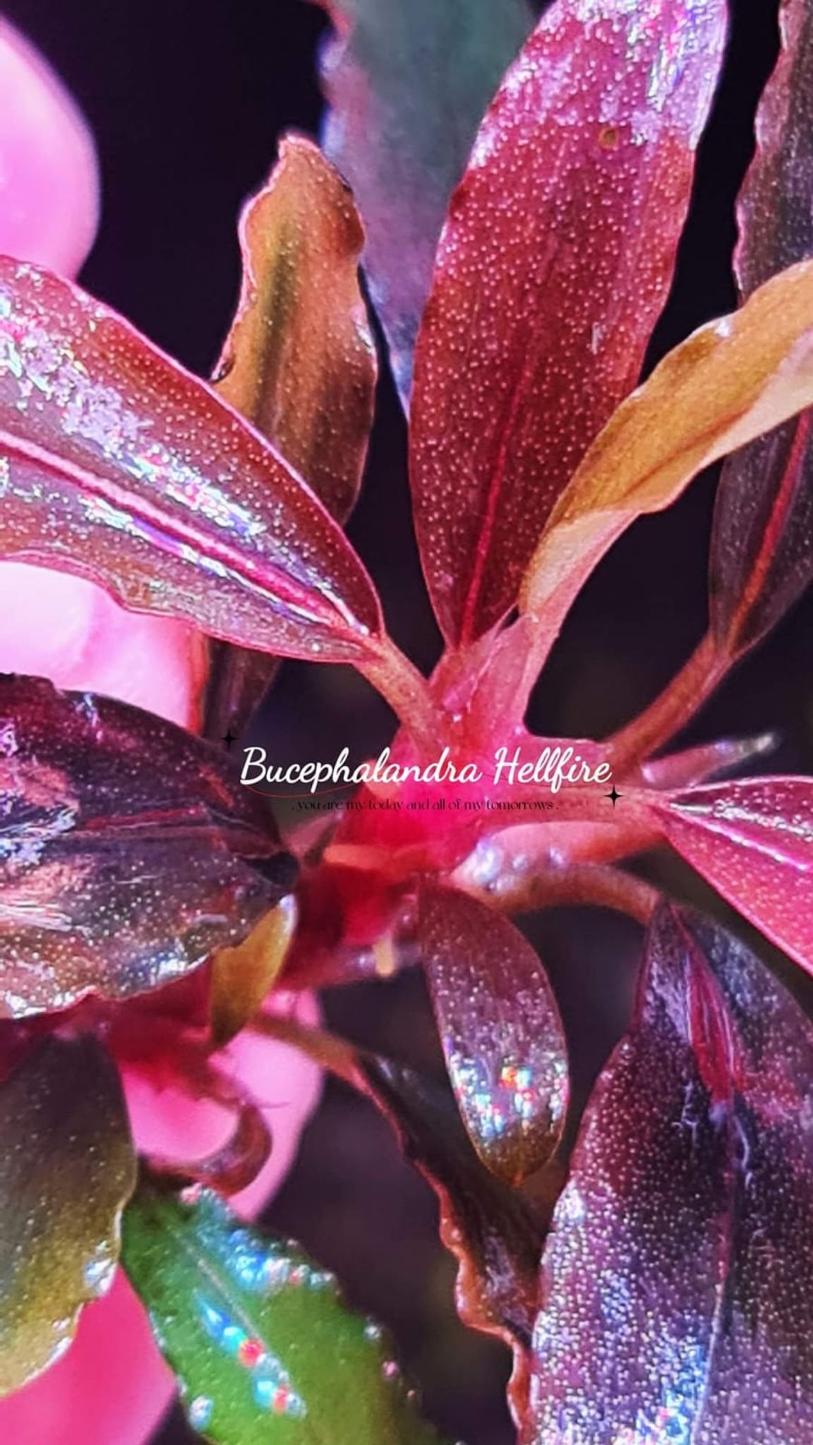 Bucephalandra Hellfire (submersed)