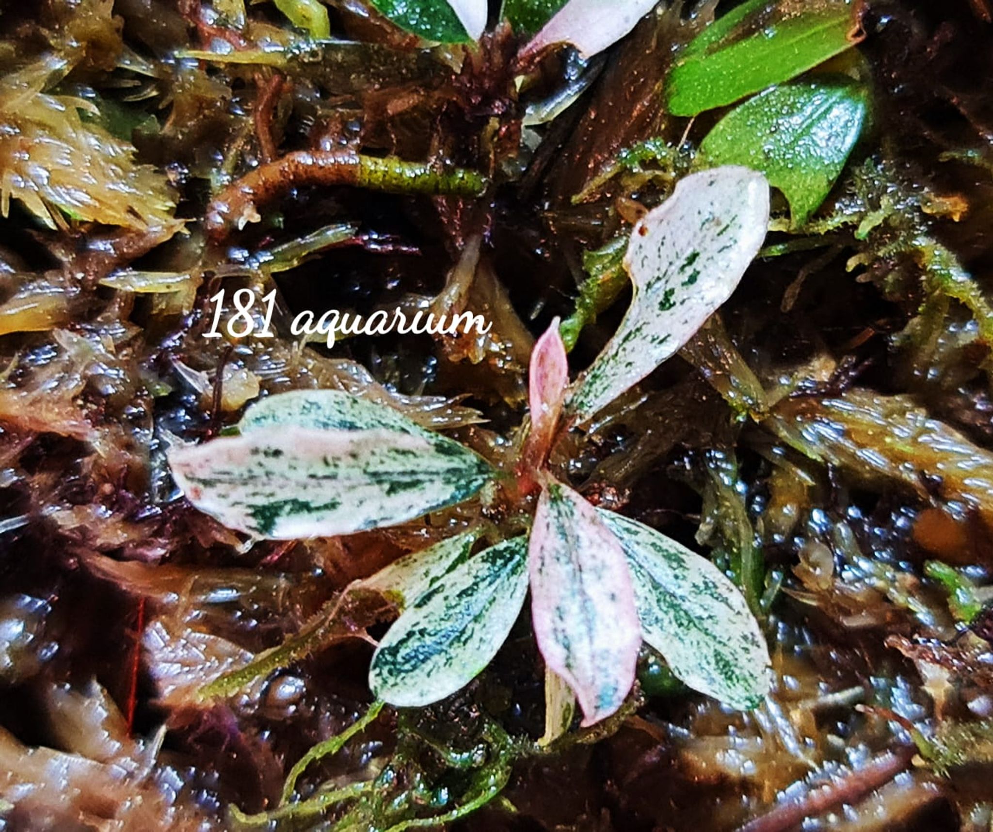 Bucephalandra Varigata Pink (per rhyzome)