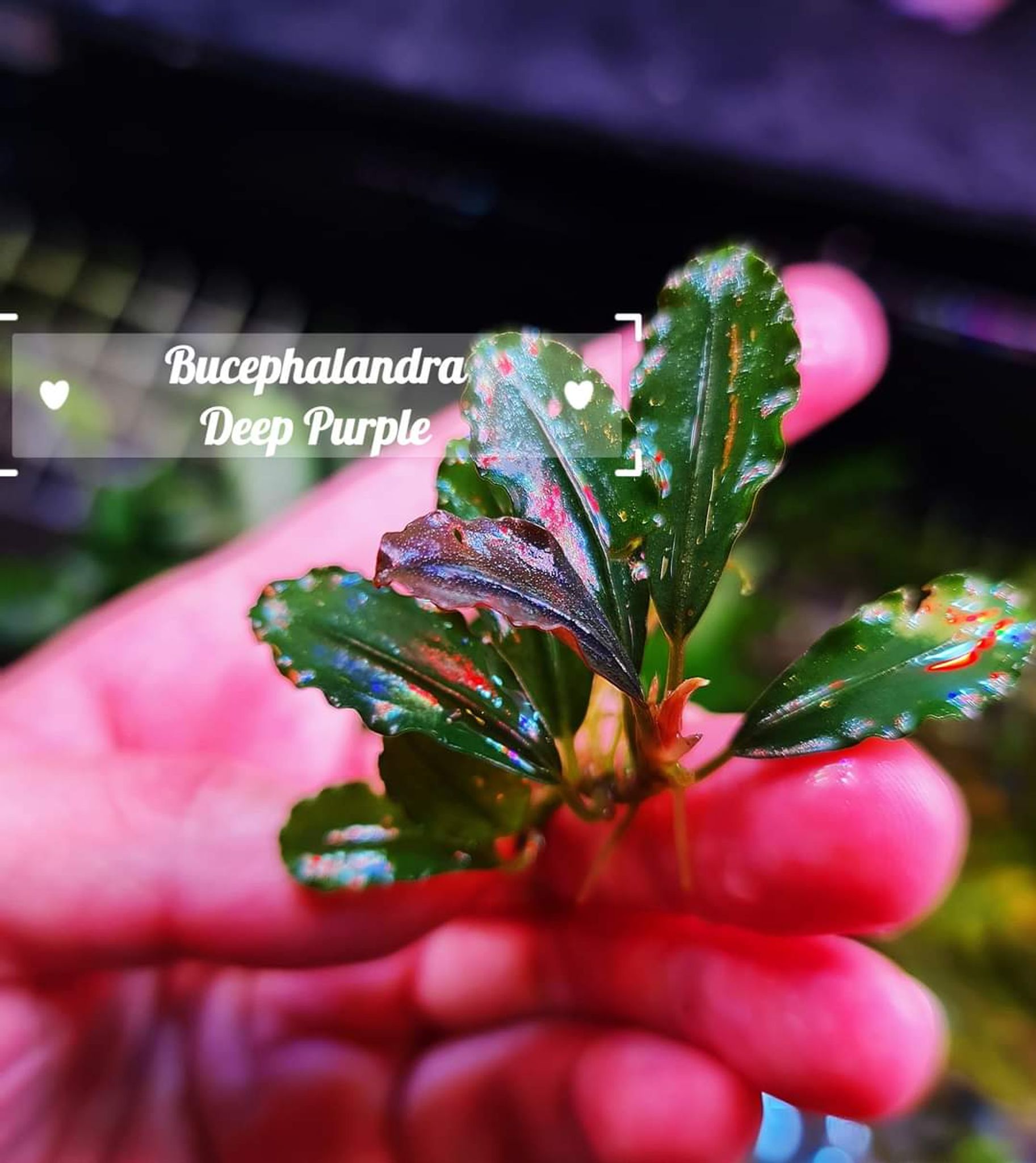 Bucephalandra sp