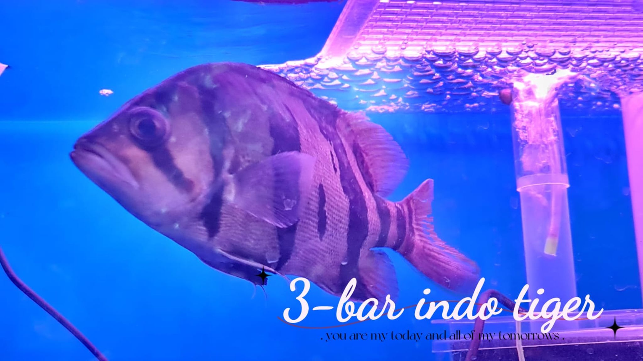 3-Bar Indo Tiger (Size: 8")