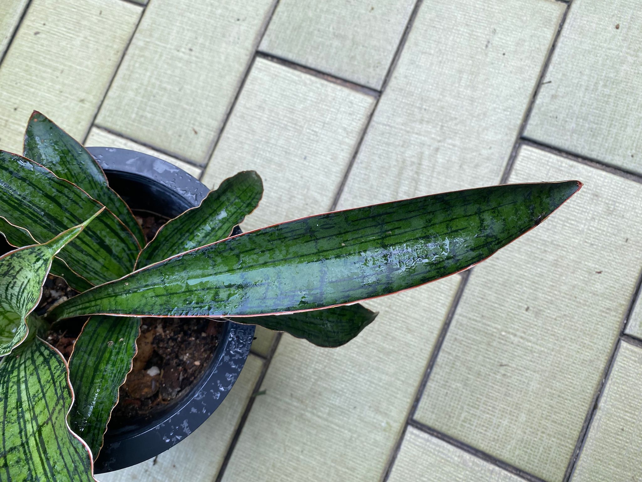 Sansevieria cleopatra (actual plant)