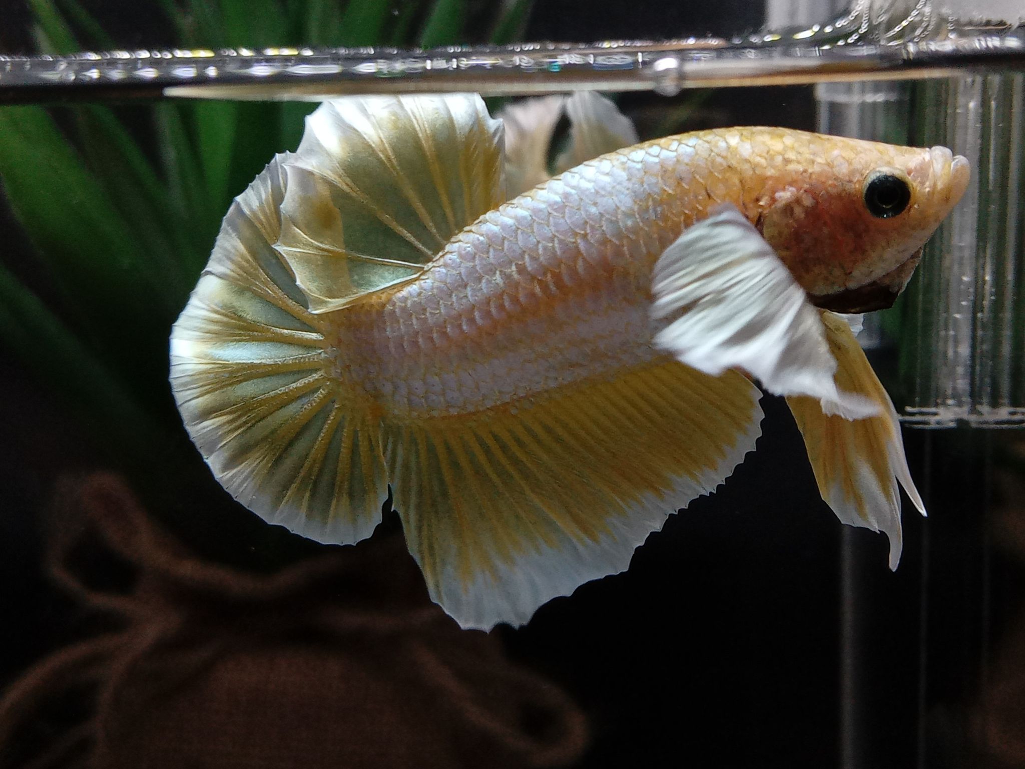 Betta Fish Elephant Dumbo Ear Gold Butterfly
