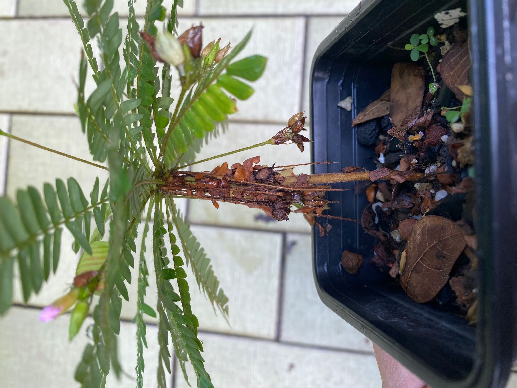 Little tree plant Biophytum sensitivum terrarium