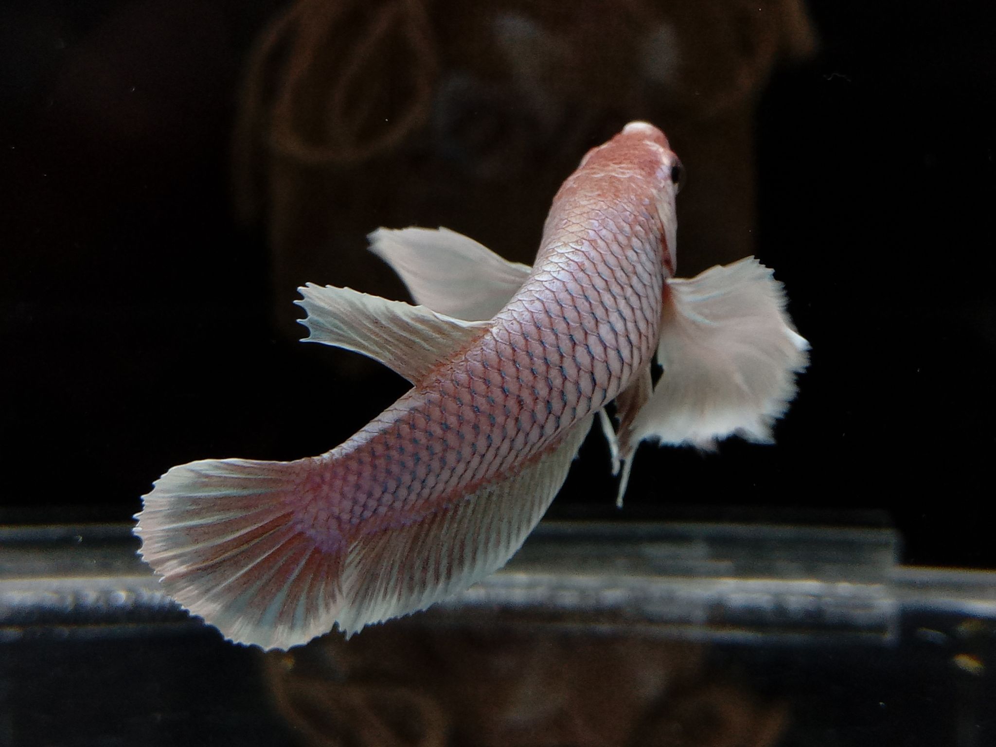 Female Dumbo Elephant Ear Pink Lavender Betta Fish