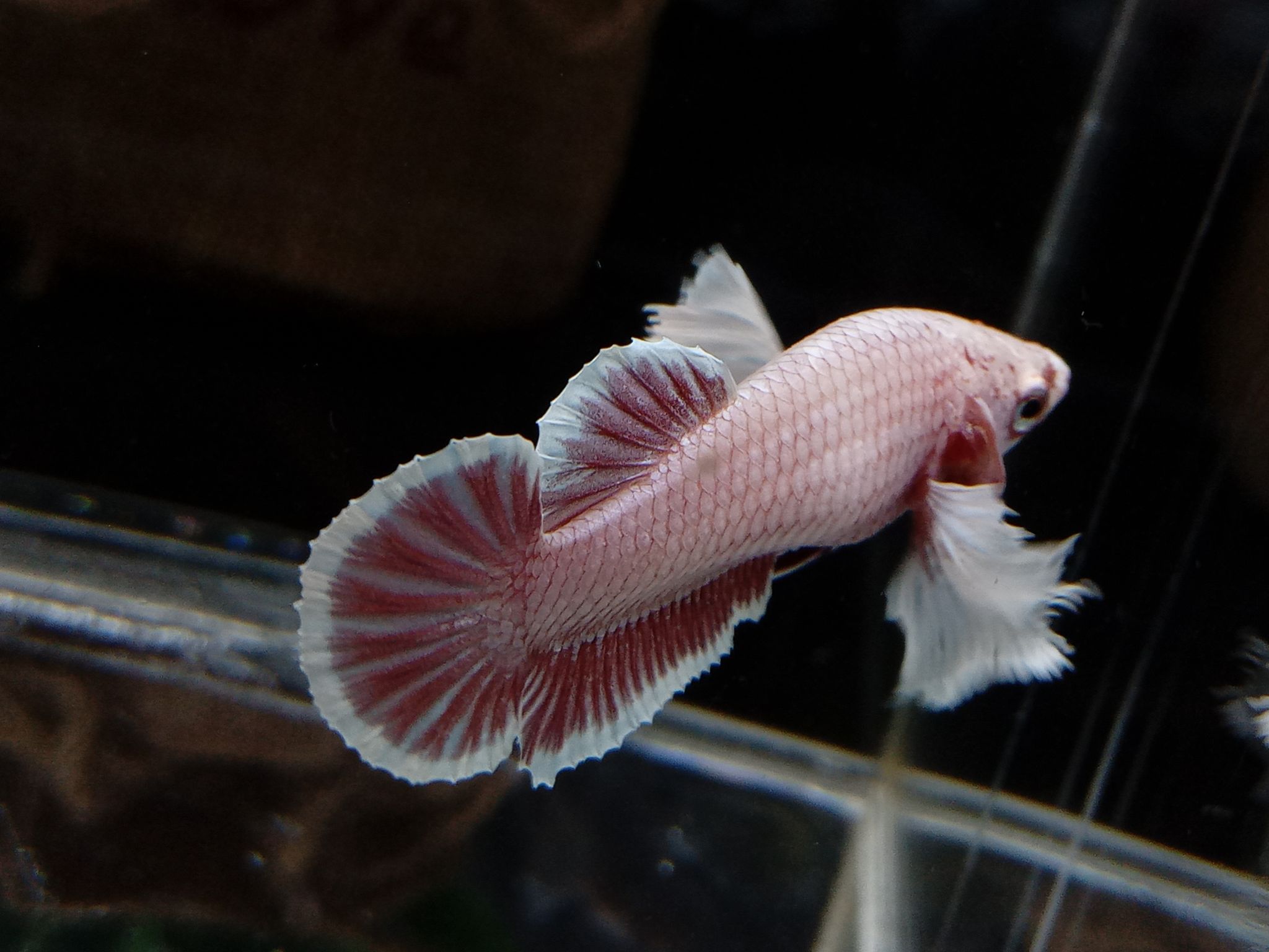 Female Dumbo Elephant Ear Betta Fish Full Egg