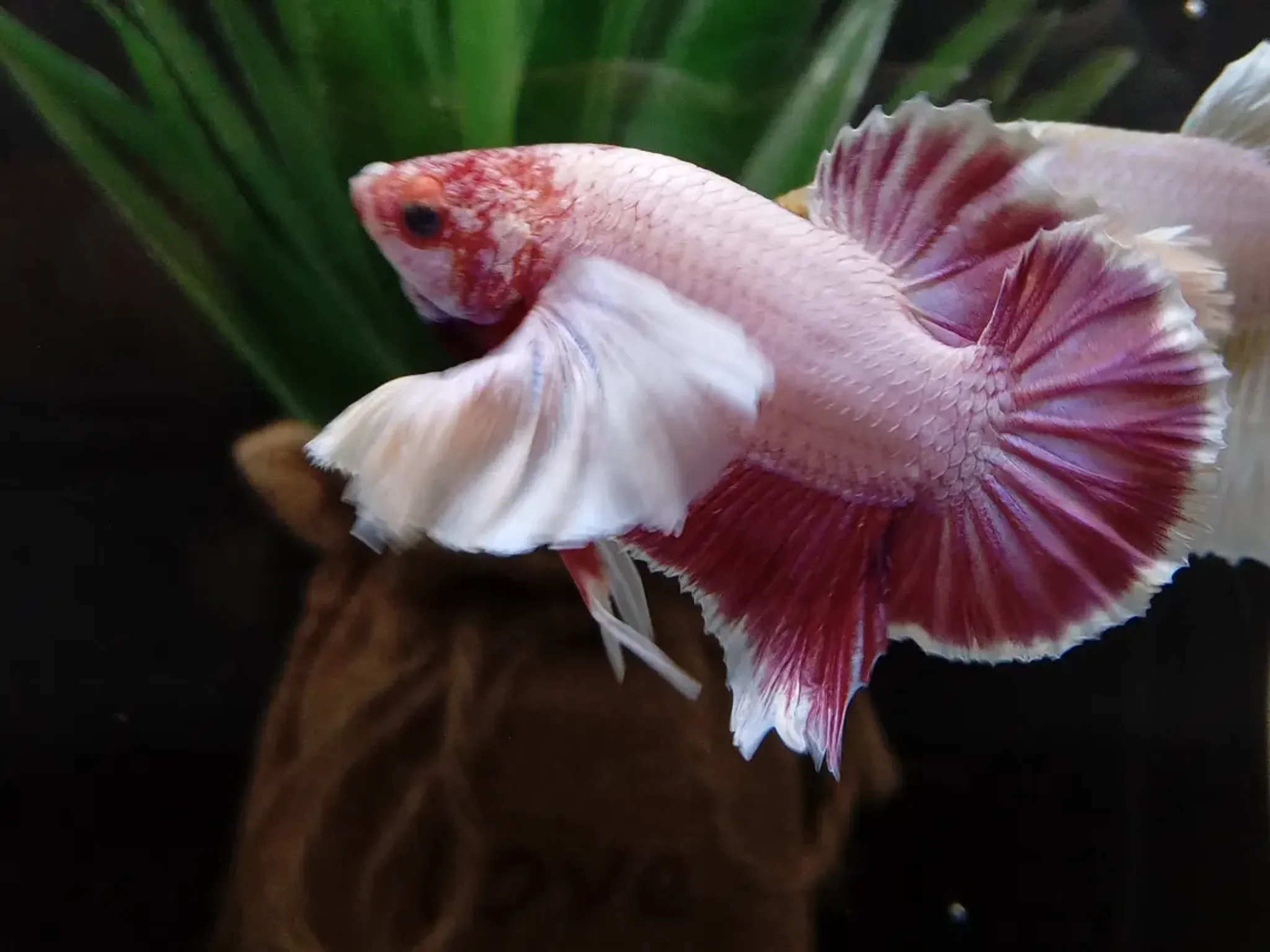 Dumbo Ear Betta Elephant Ear Lavender Pink Big Pectoral