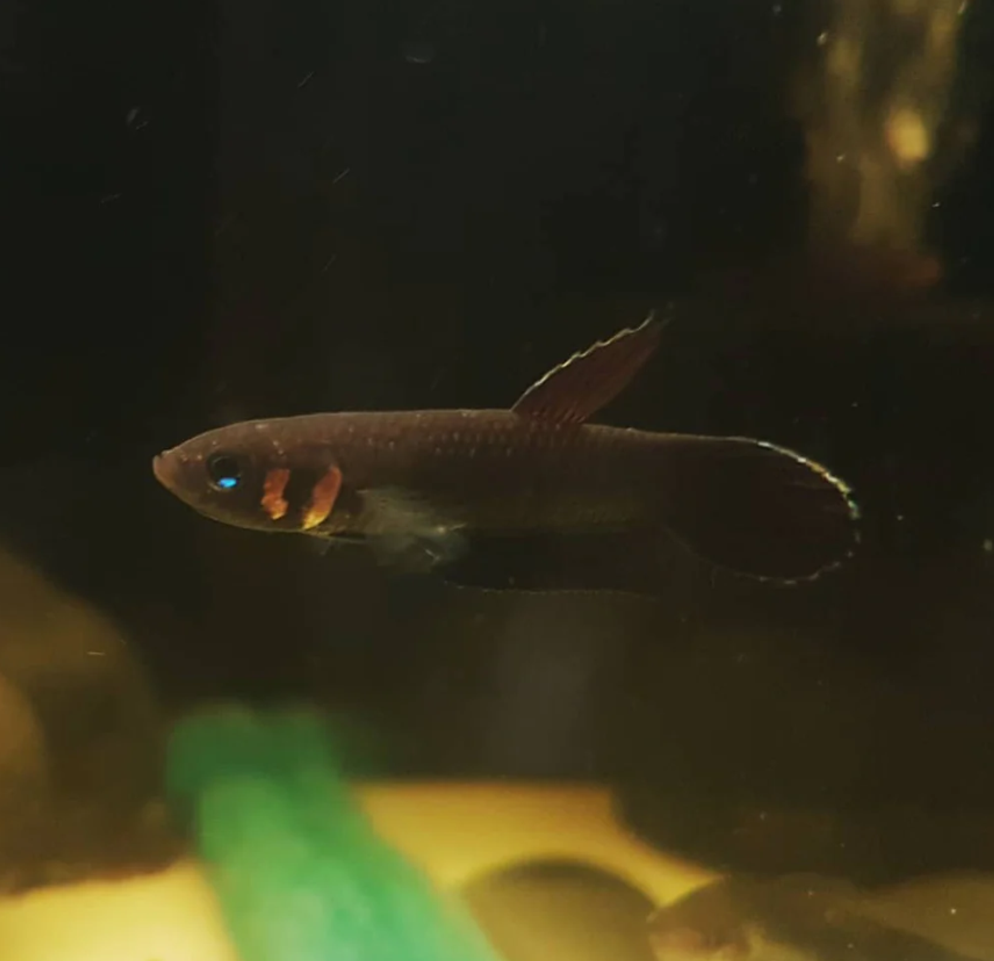 Betta Foerschi