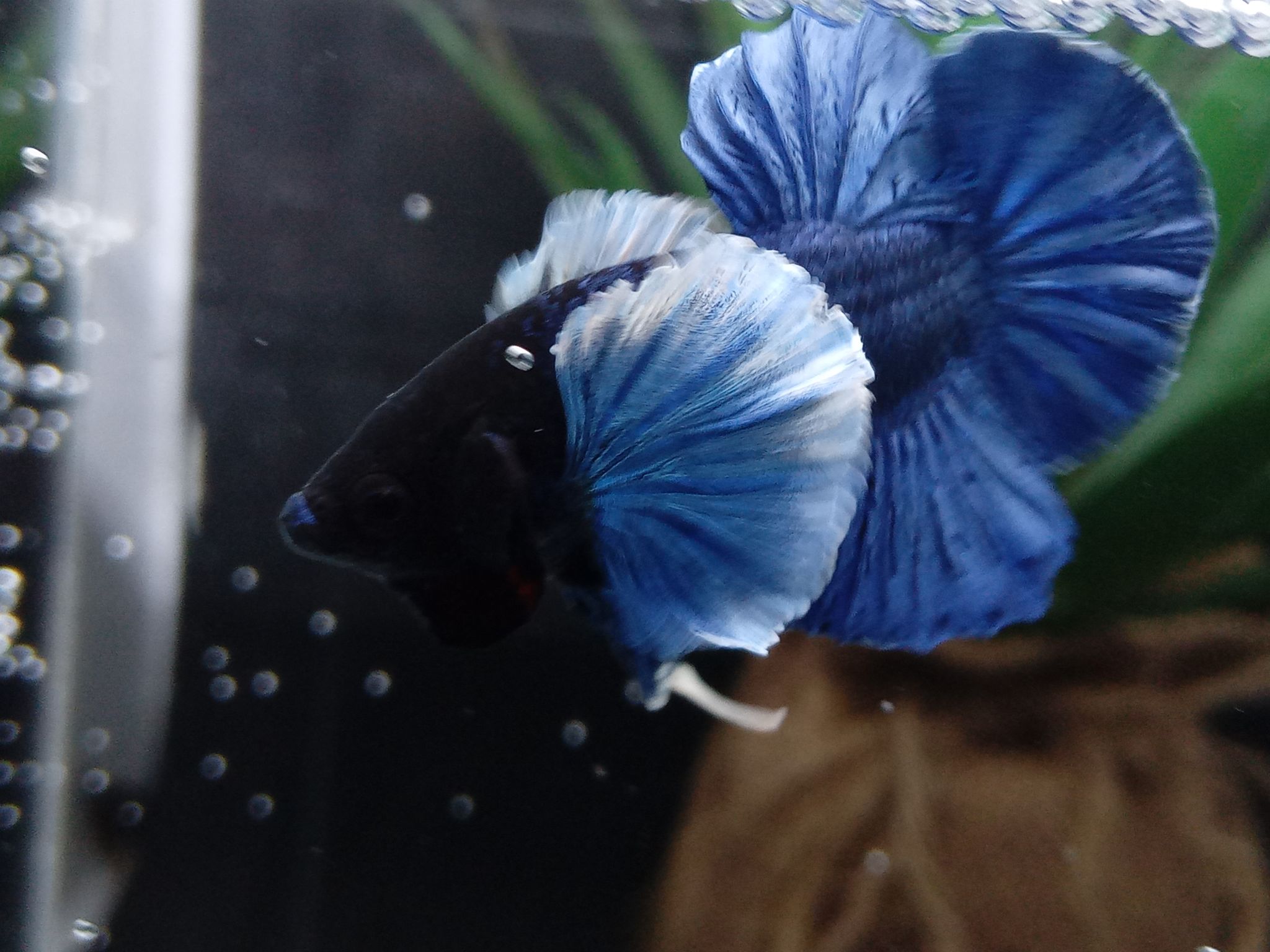 DUMBO ELEPHANT EAR BLUE BETTA FISH