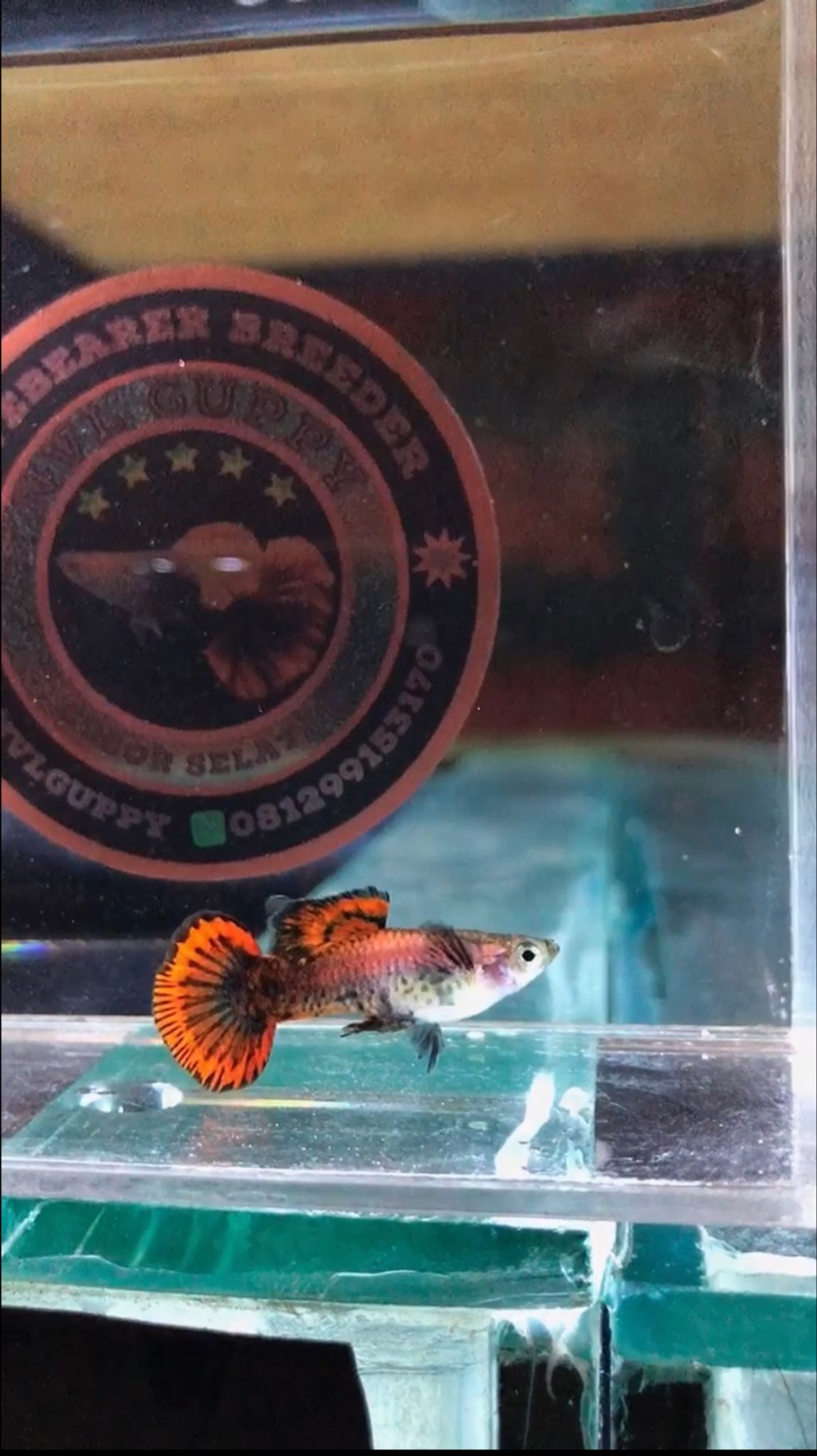 Magenta Round Tail rare strain