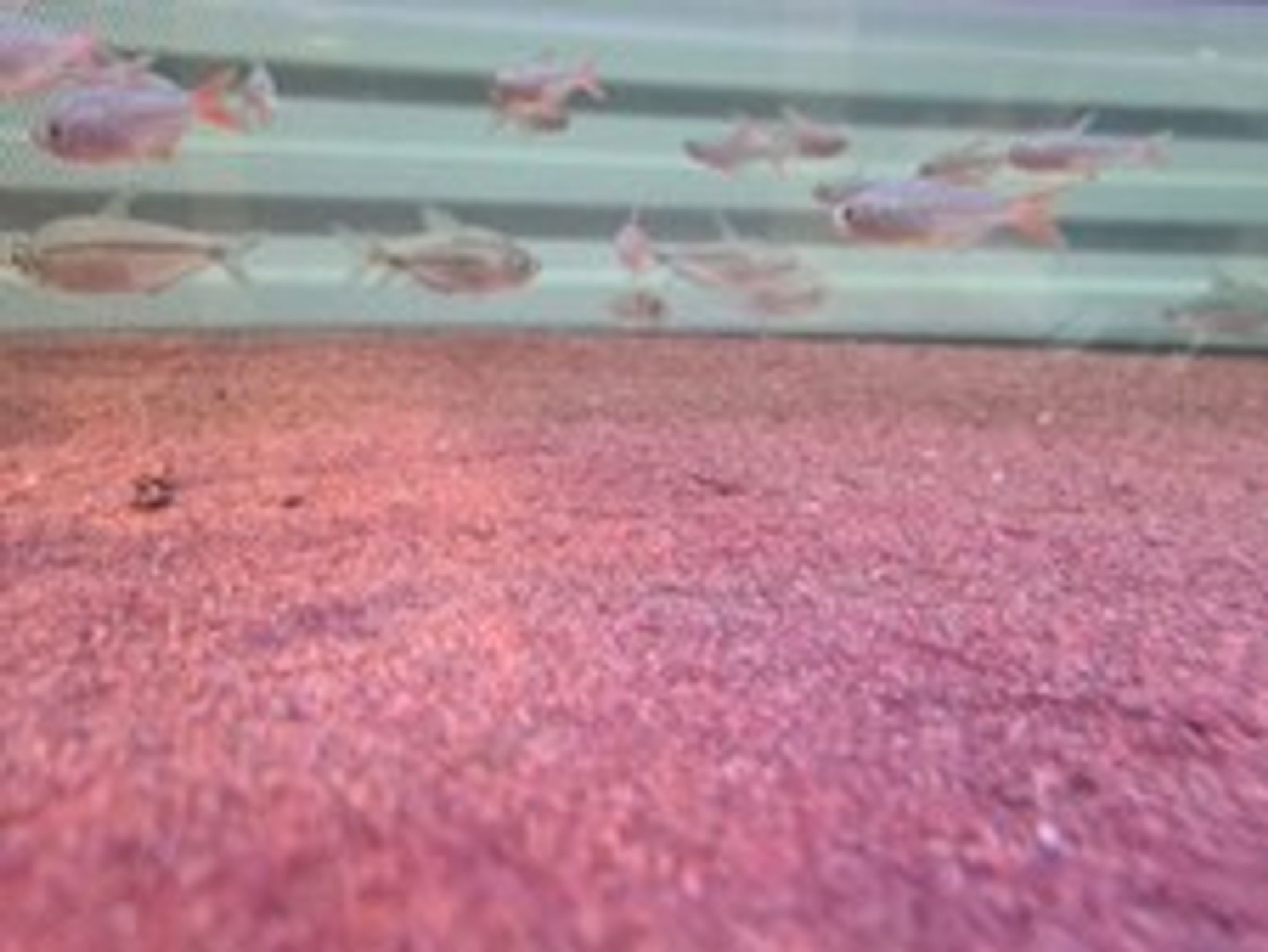ANS Nature Red Sand