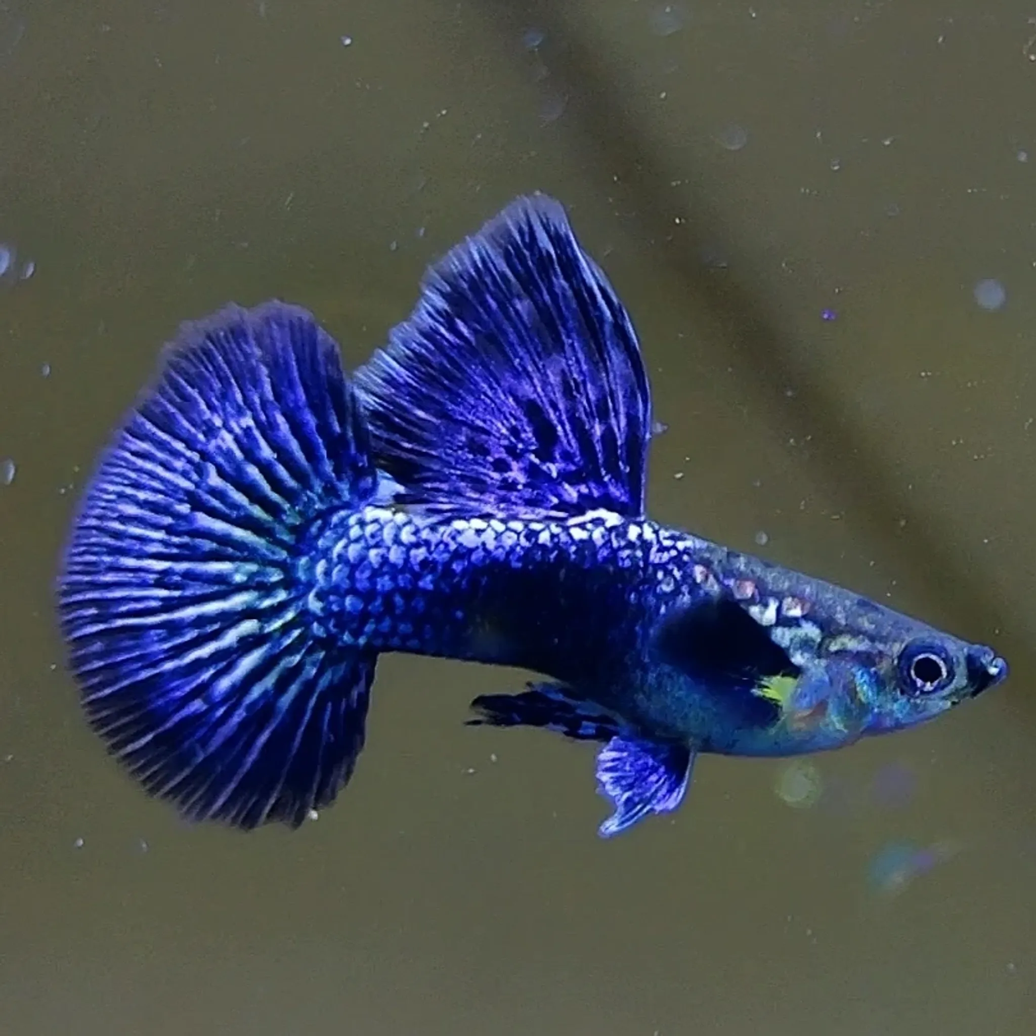 Blue dragon Premium Guppys