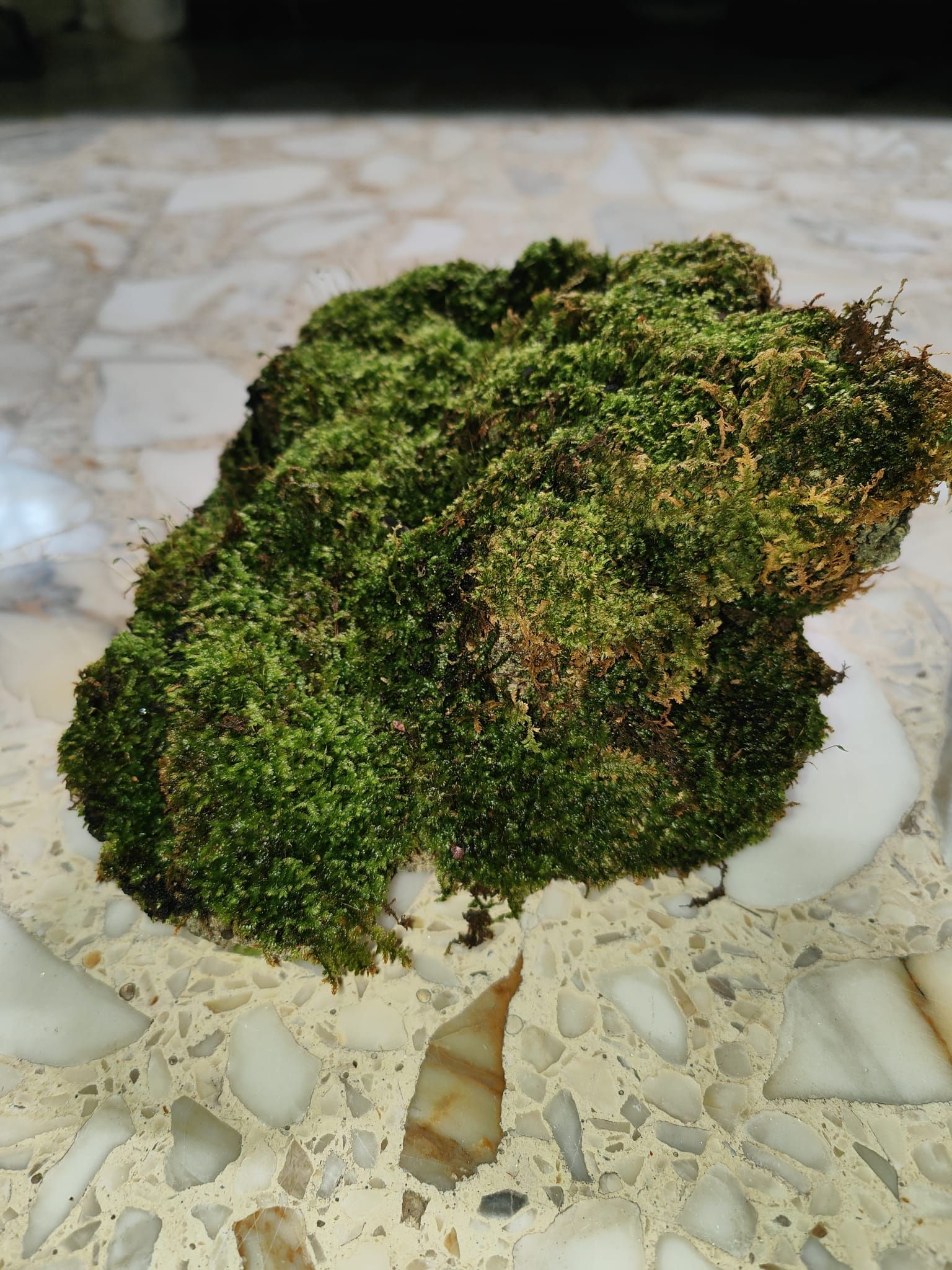 Moss live moss on coral stone terrarium