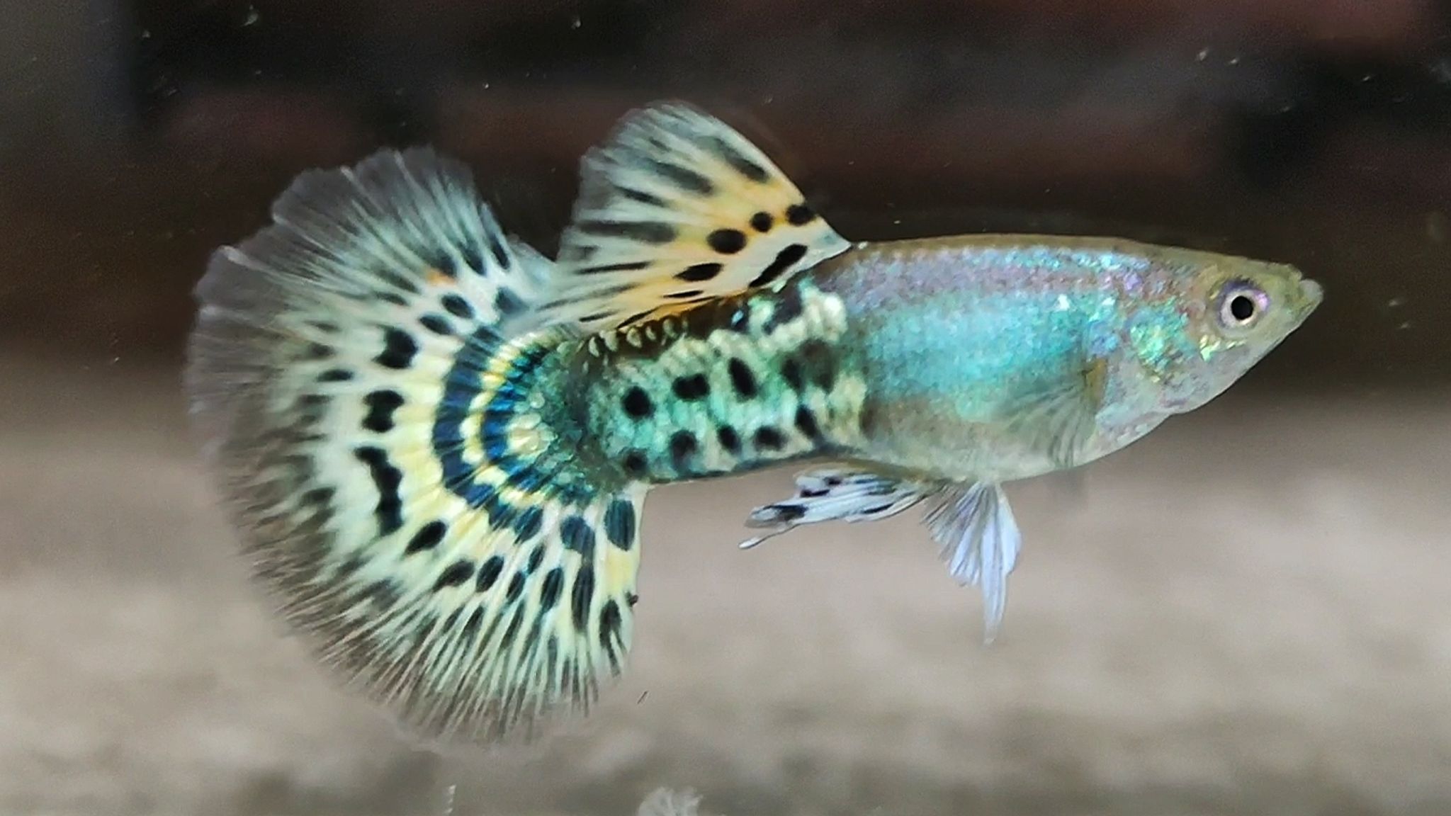 Mettal snakeskin yellow mosaik guppys