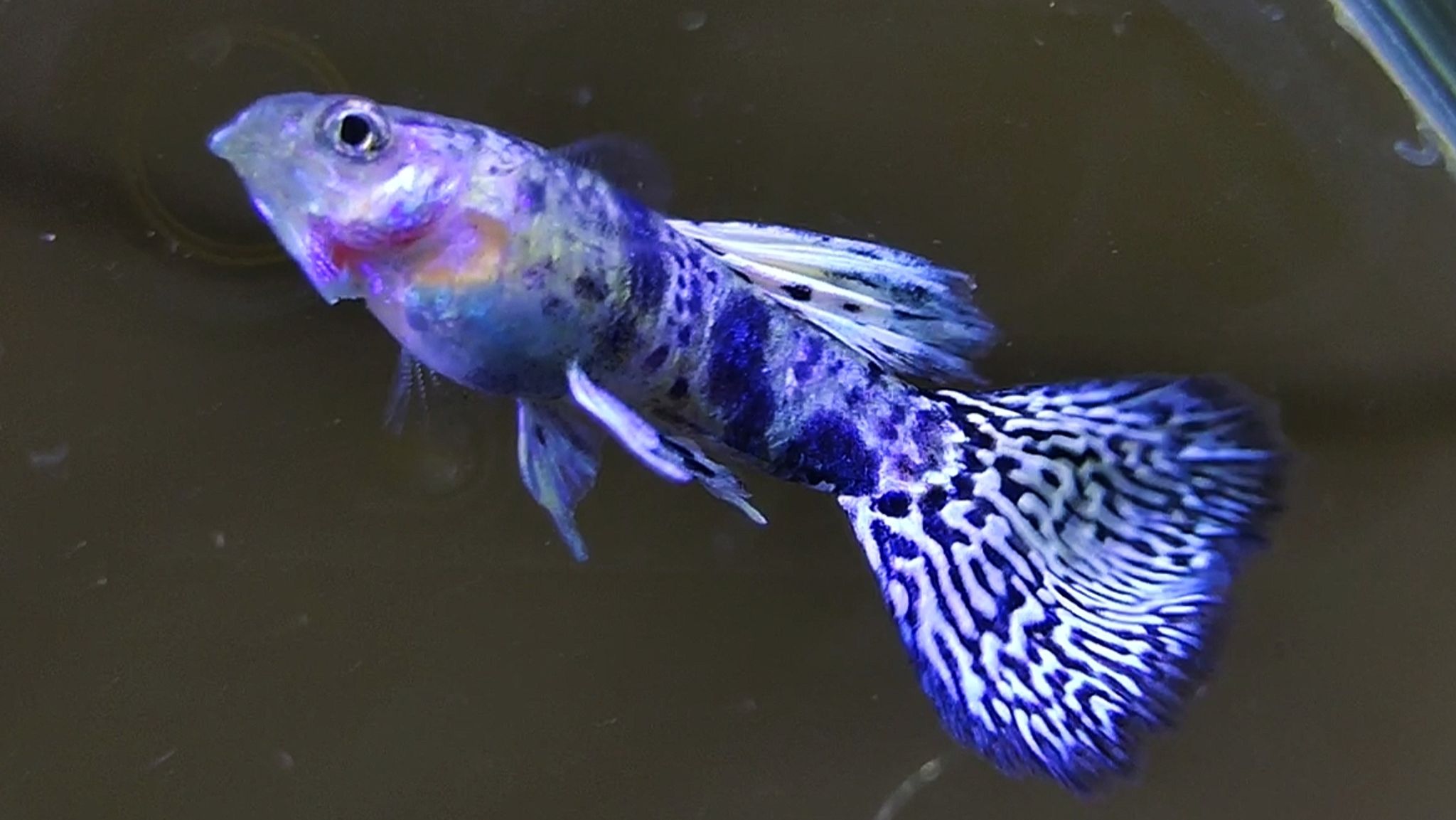Yellow Tiger King Cobra Guppys