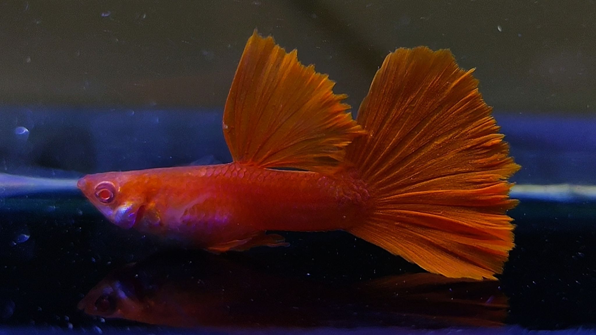Albino full red Guppys