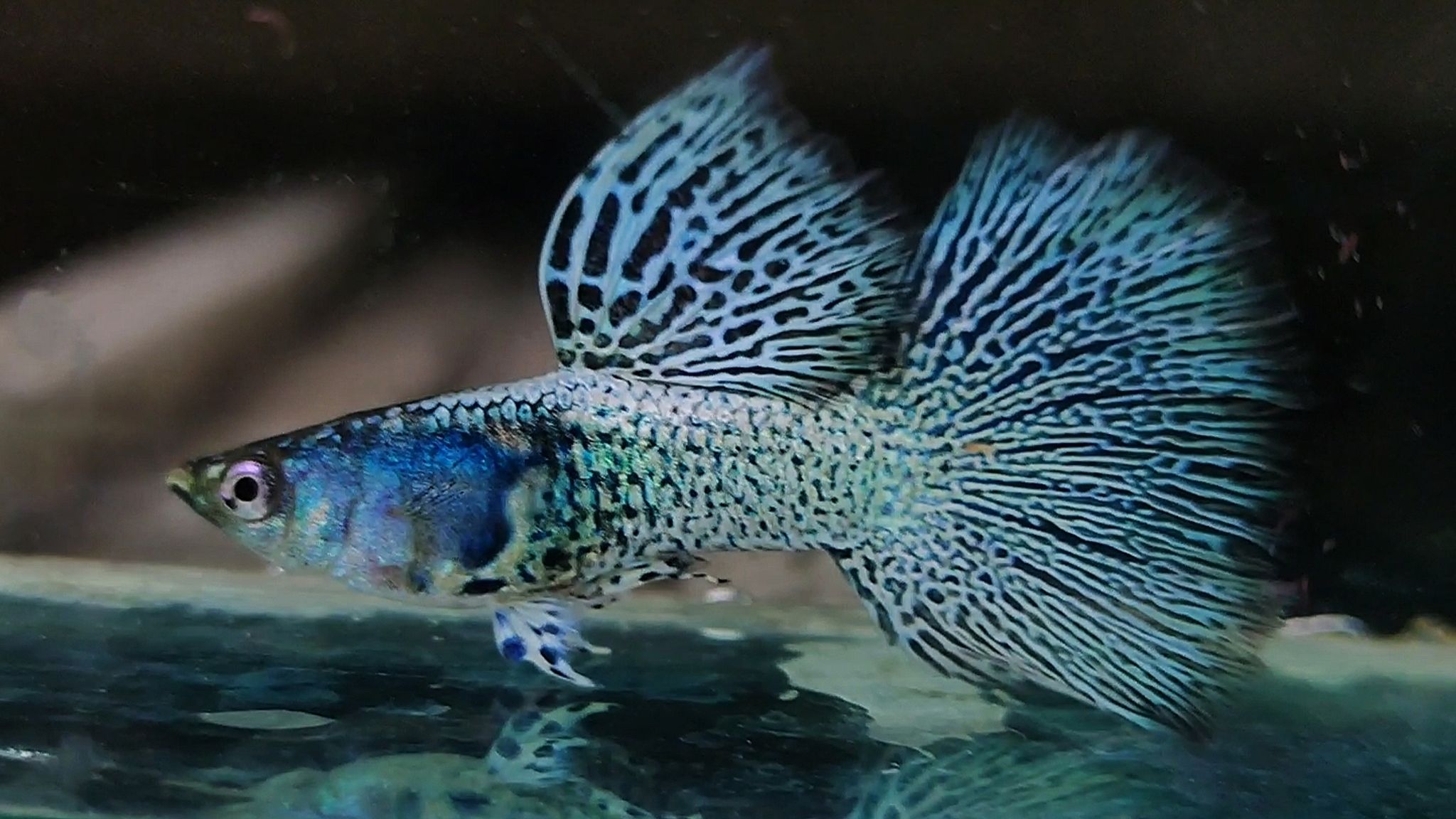 Mettal snakeskin blue Lace Guppys 