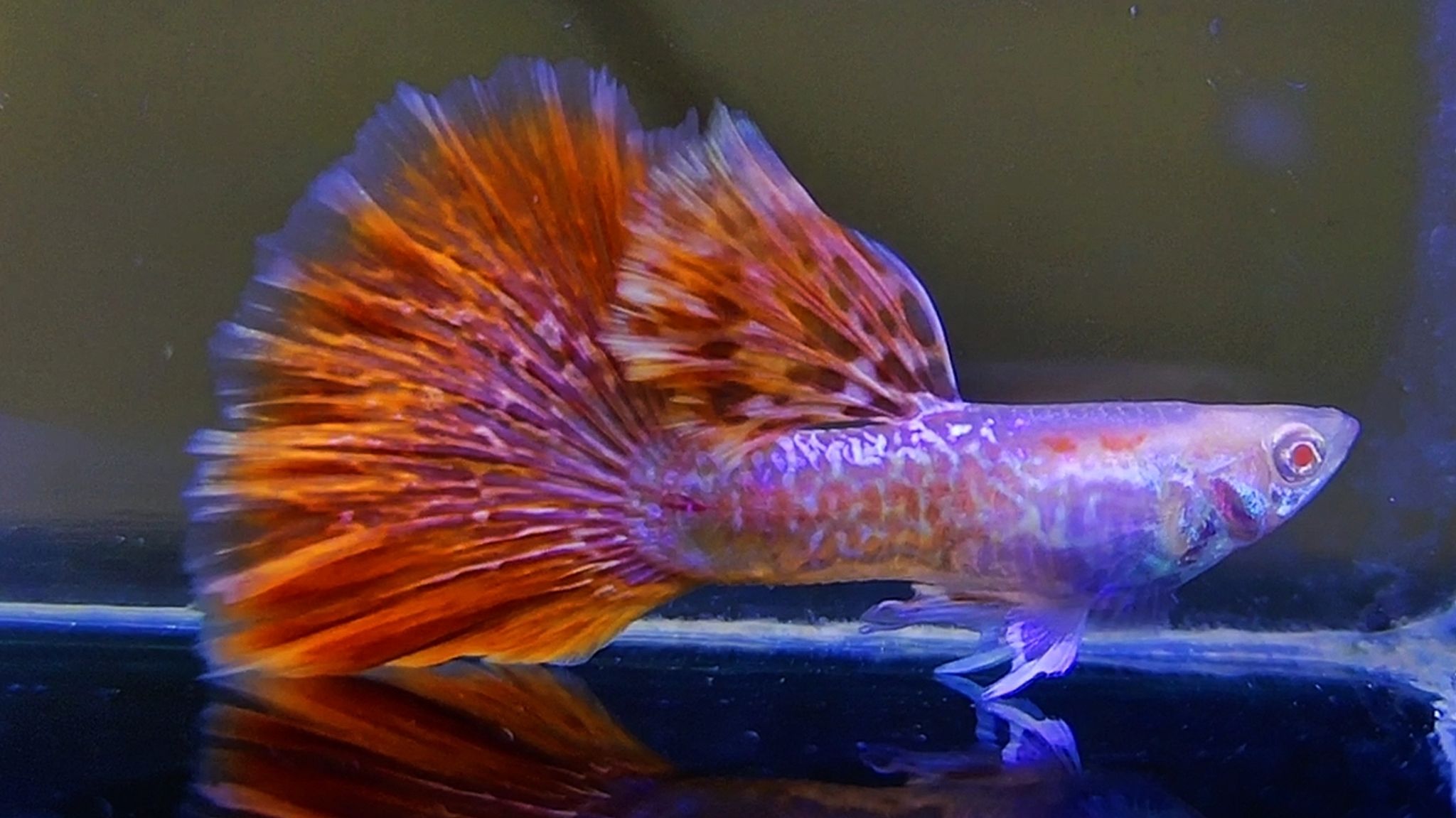 Albino red dragon New Guppys 