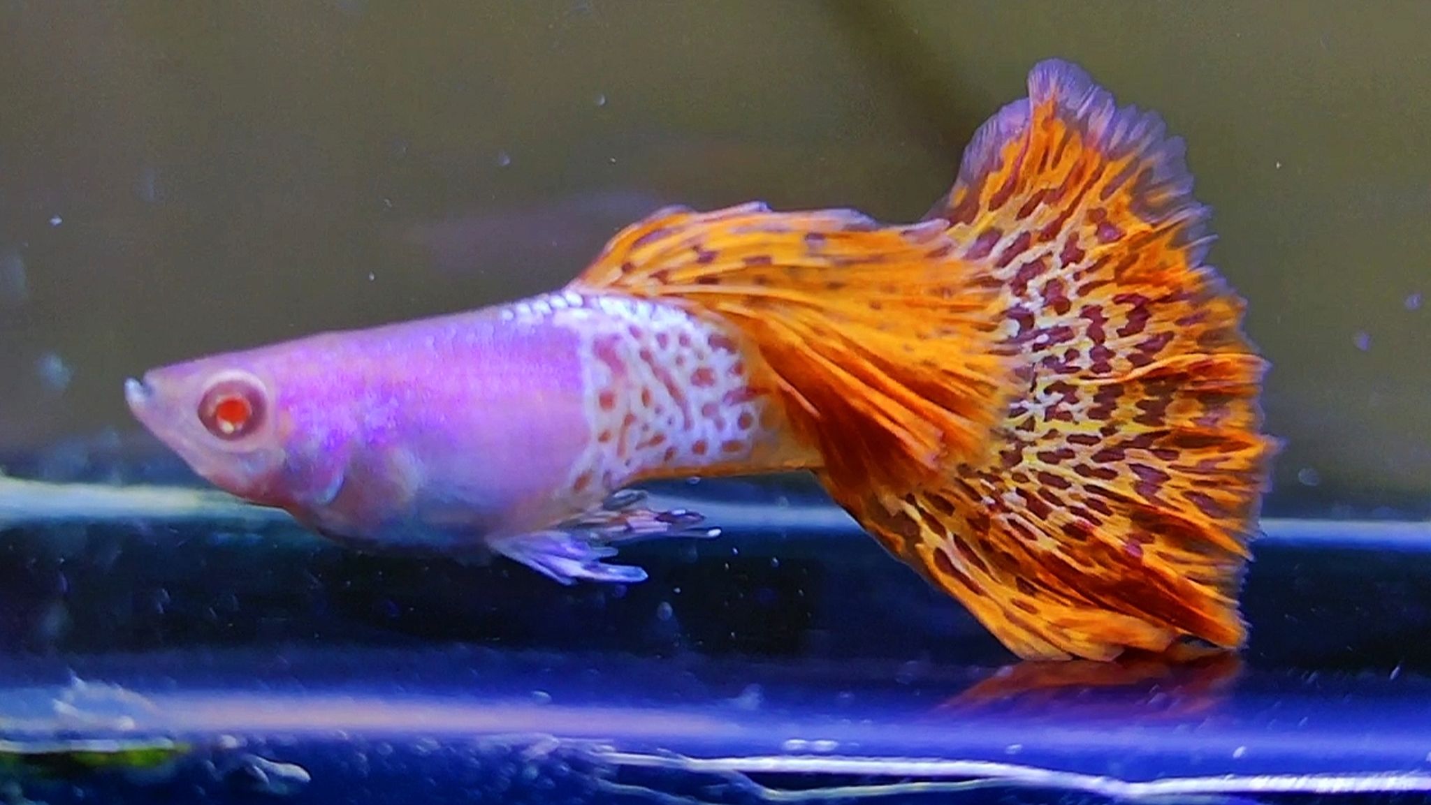 Albino mettal snakeskin red lace ROSTAIL guppys