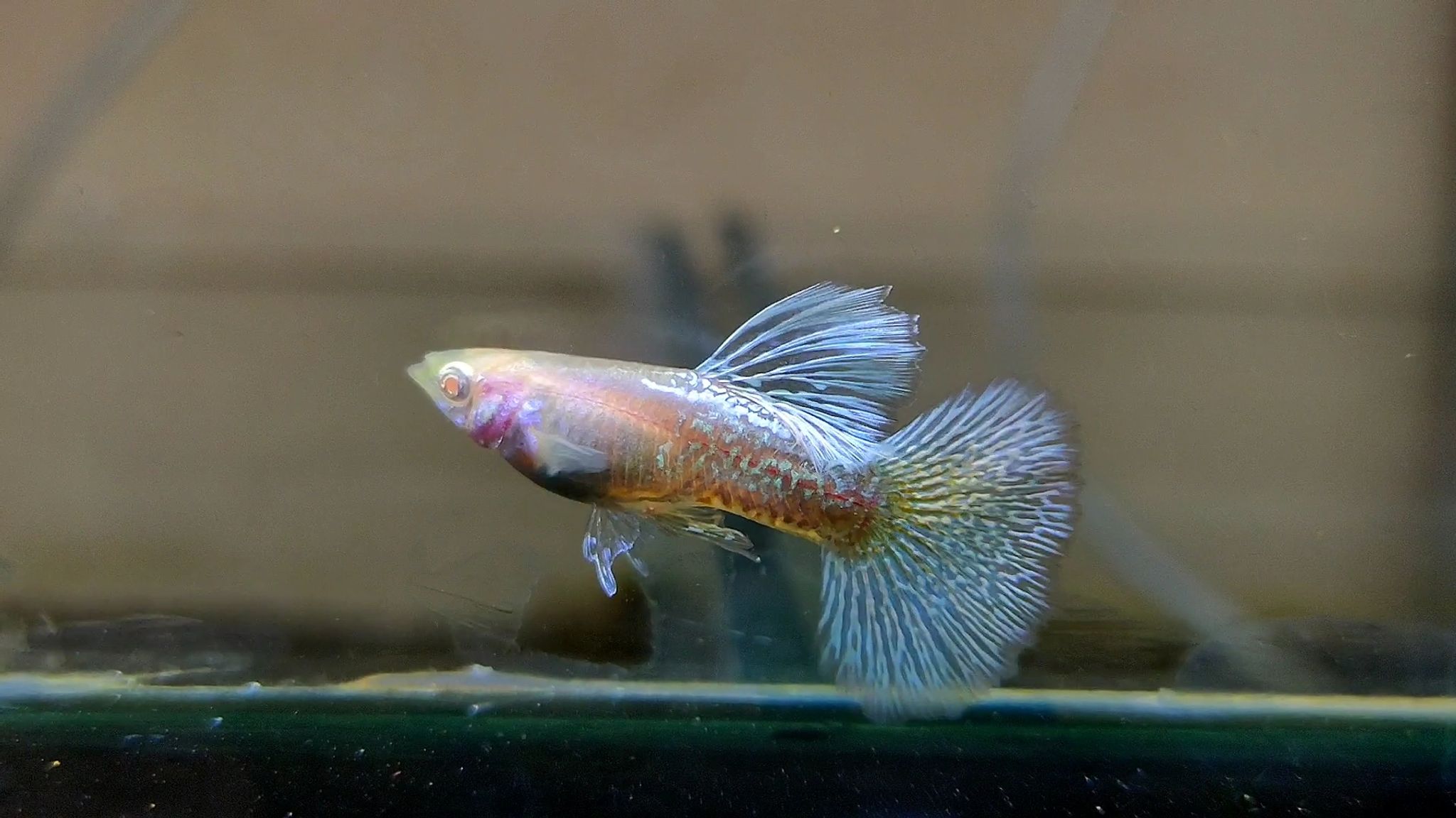 Albino mettal snakeskin blue dragon guppys