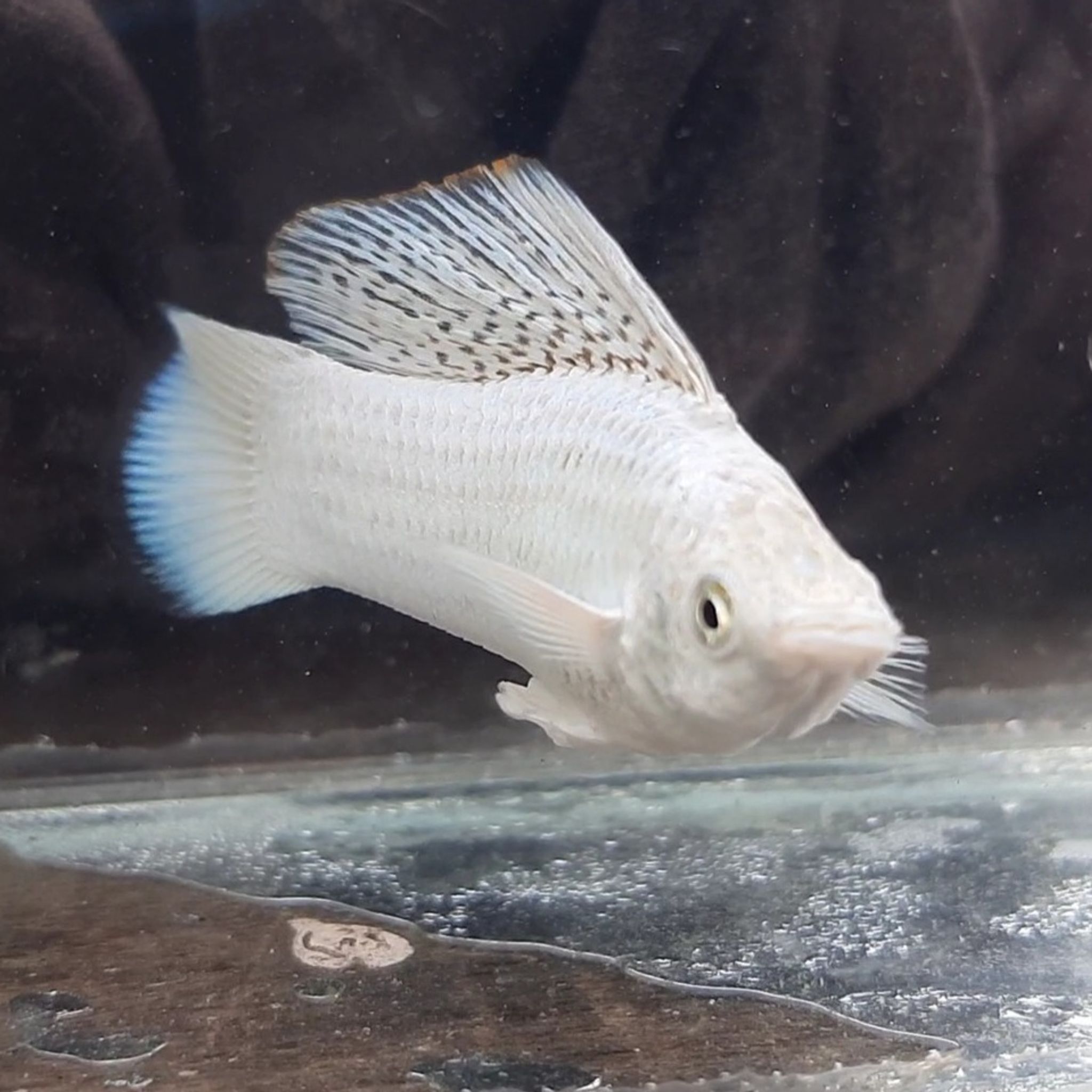 Molly Platinum Sailfin