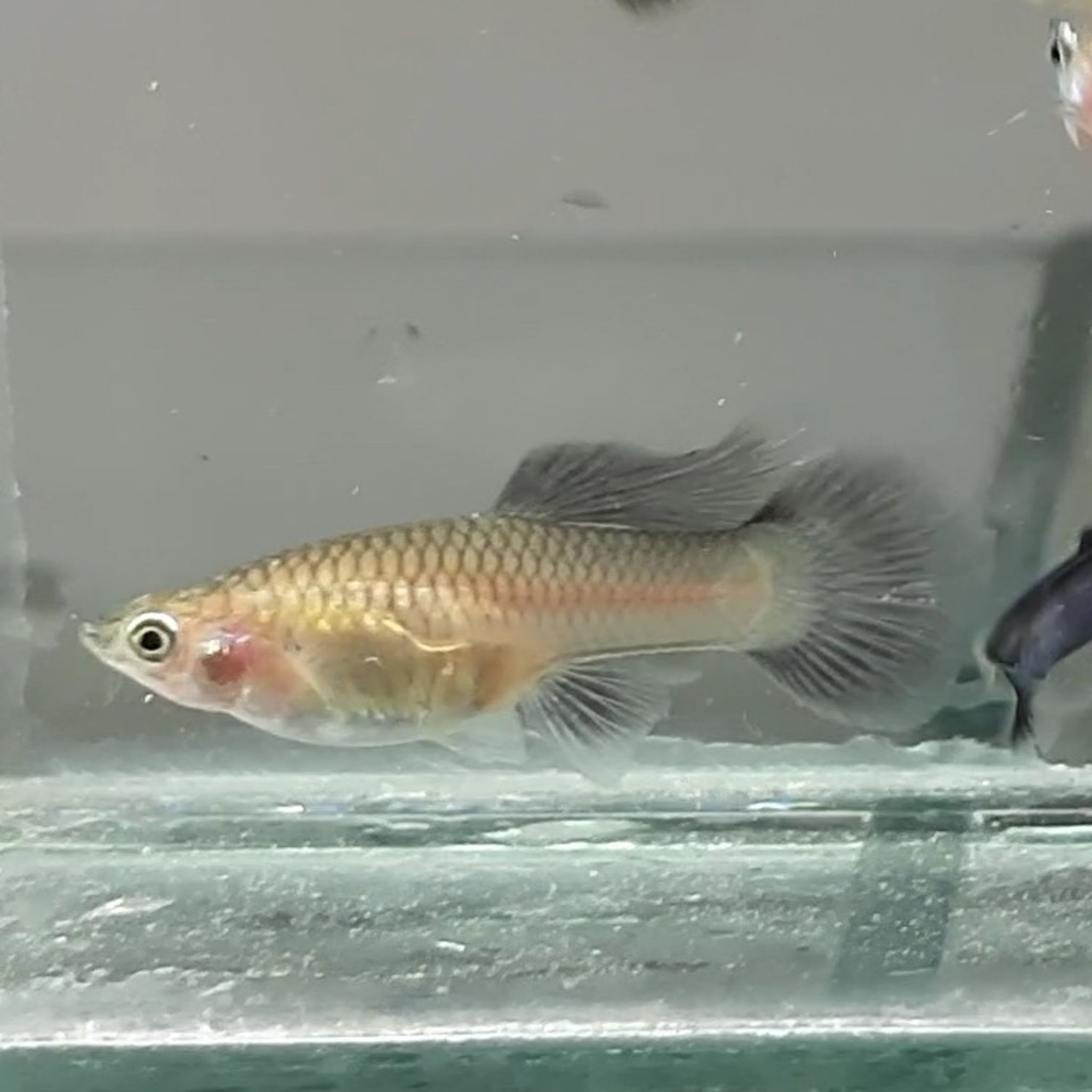 Guppy Mini Panda