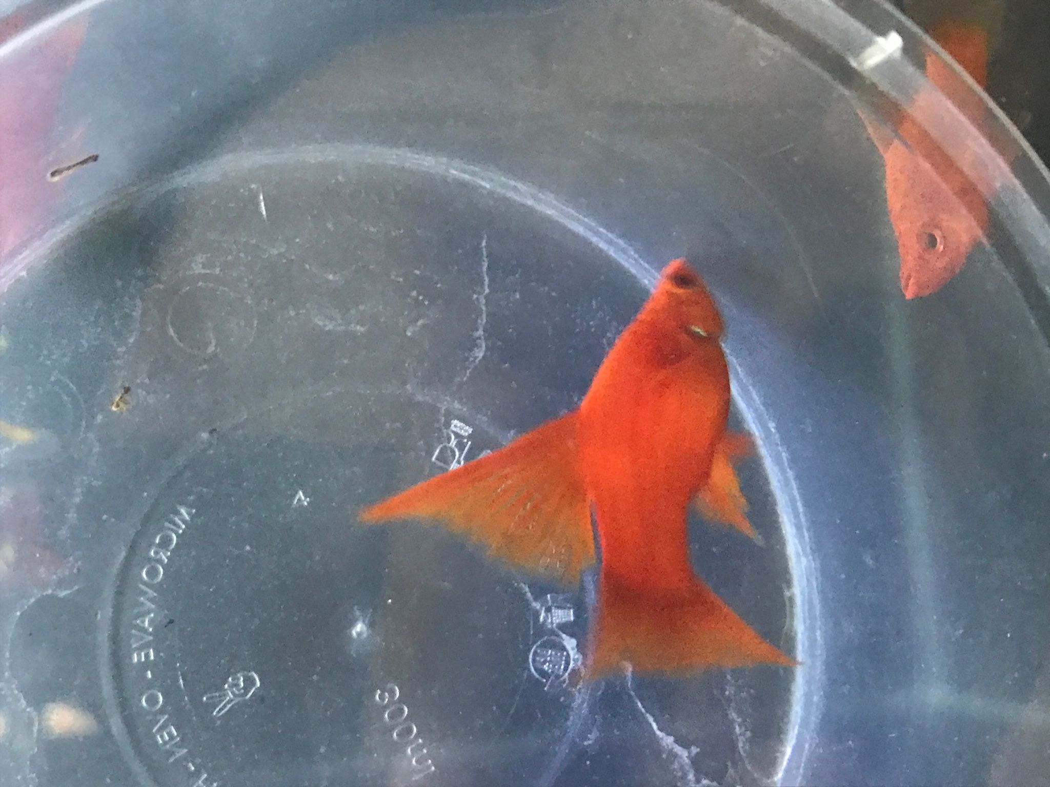 Blood red lyretail sword tail 4-5 cm