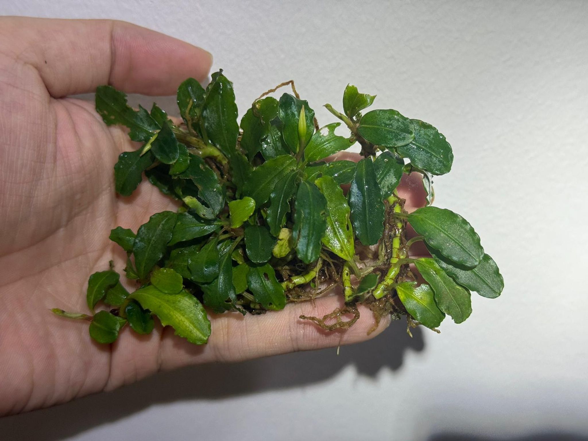 Product image Bucephalandra (Buce) - Aquarium Live Plant Bucep 3 icon arrow left boldicon arrow right bold Share: 0 Product Information Section Bucephalandra (Buce) - Aquarium Live Plant Bucep