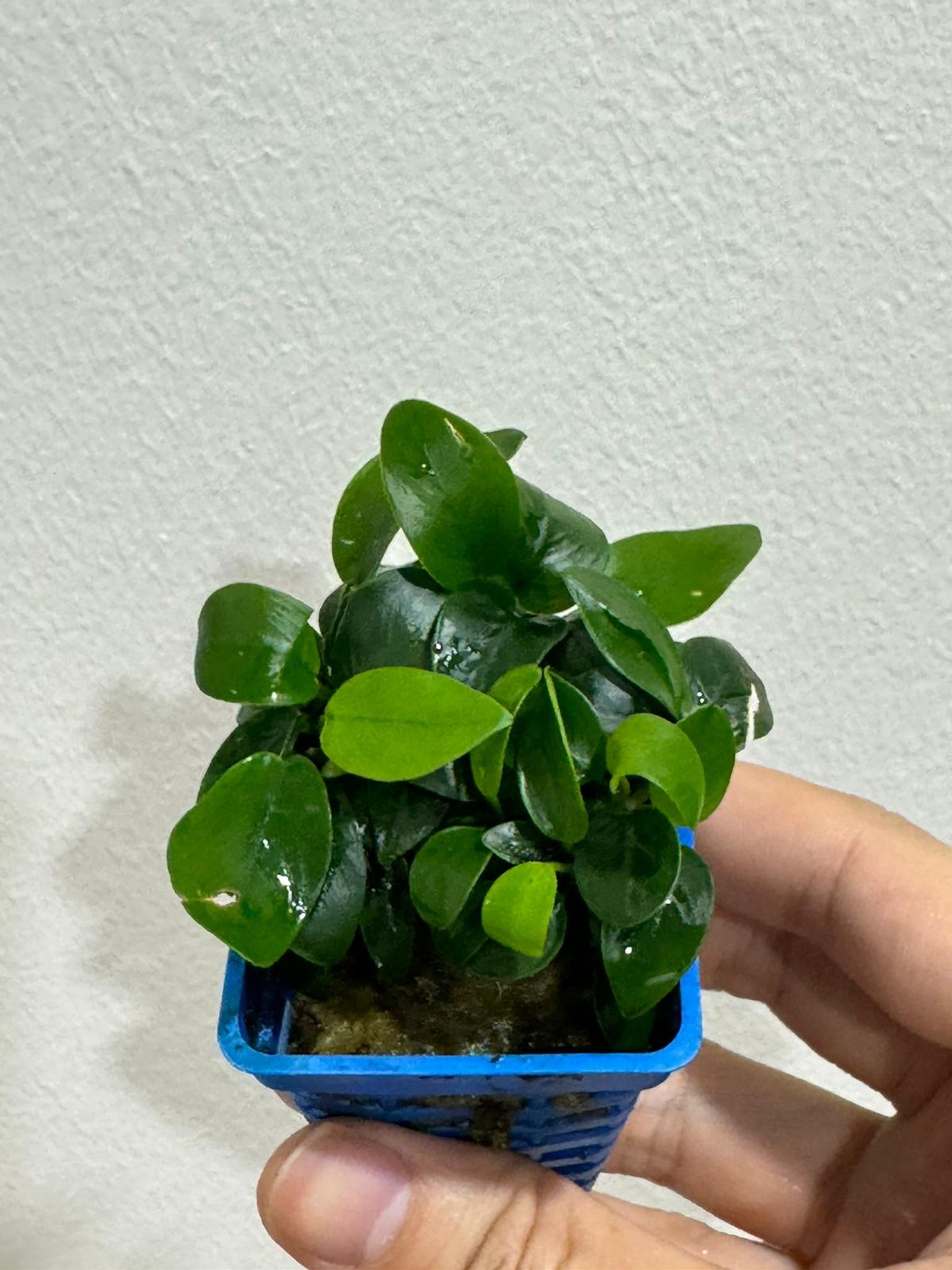 Anubias var. - Aquatic Live Plant Aquarium Aquascape Anubias Nana Petite Golden Coin Coffeefolia