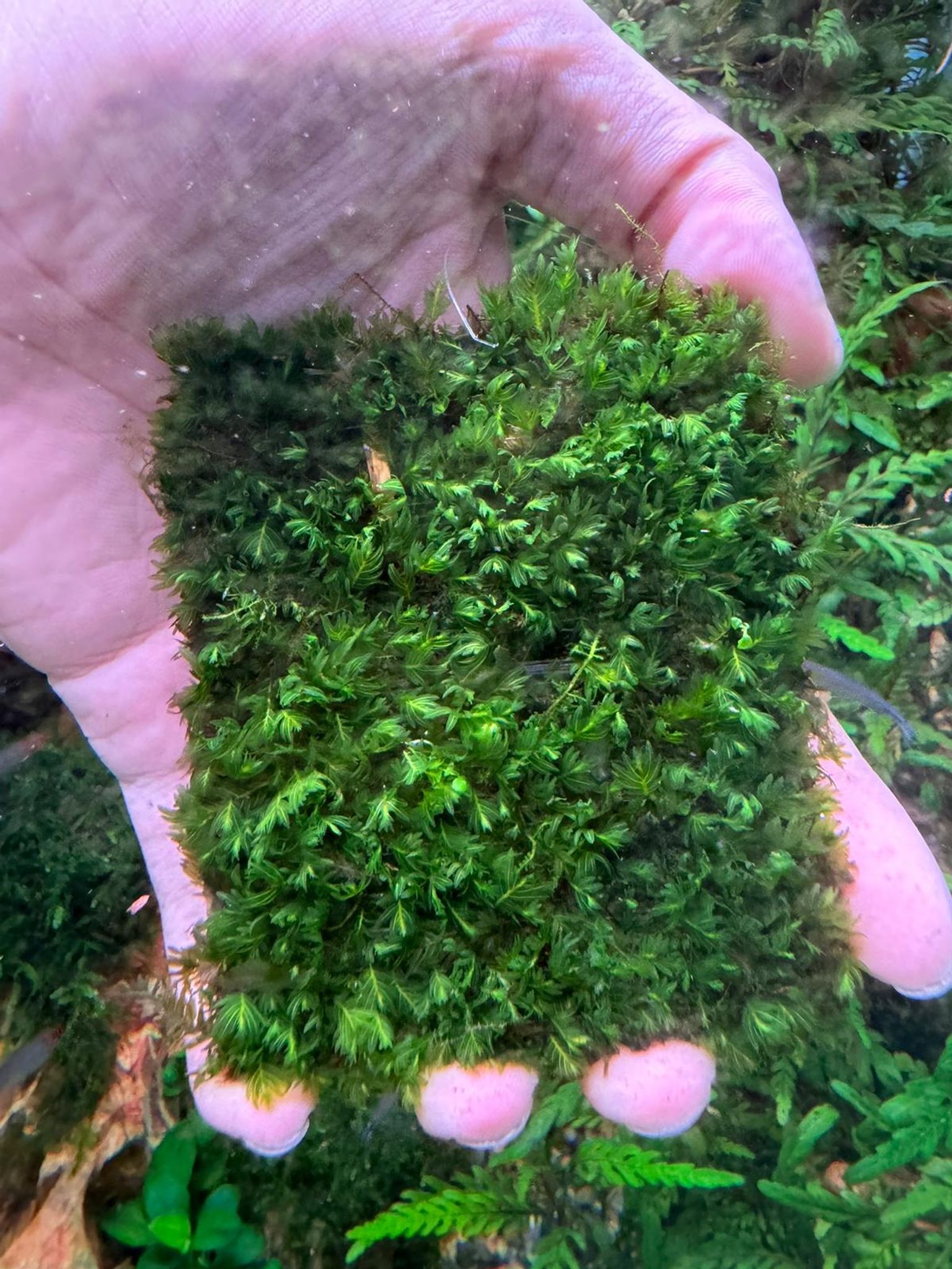 Aquarium Live Aquatic Moss Assorted Moss Mesh (7x7cm)