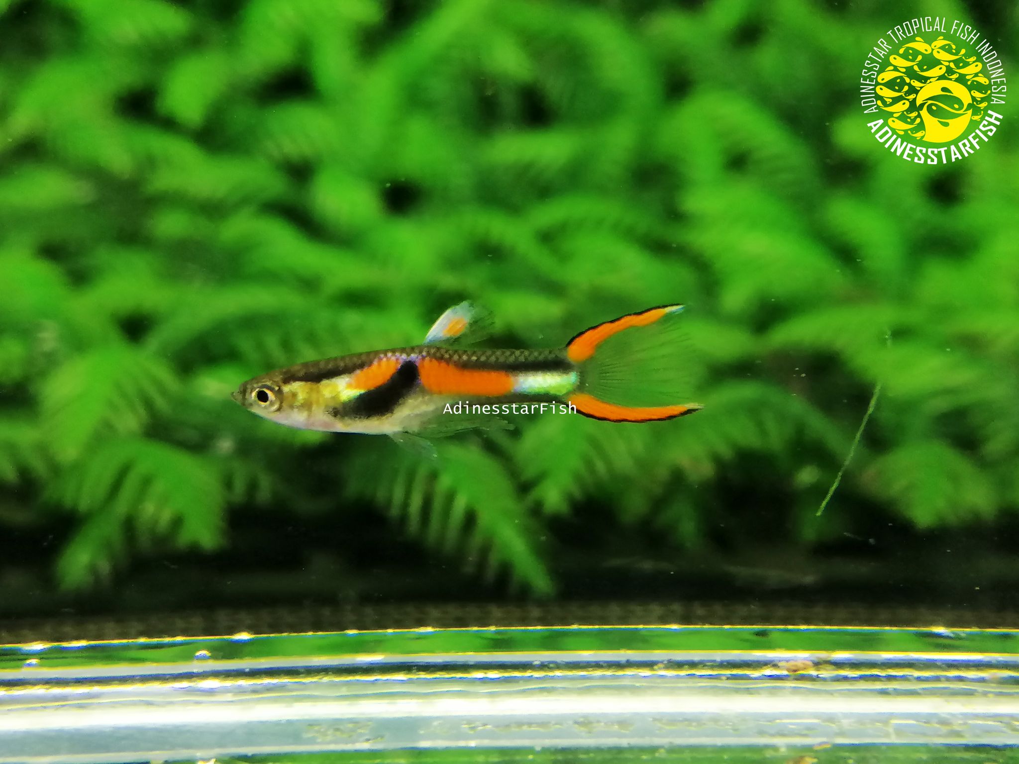 Endler Black Bar Hybrid 