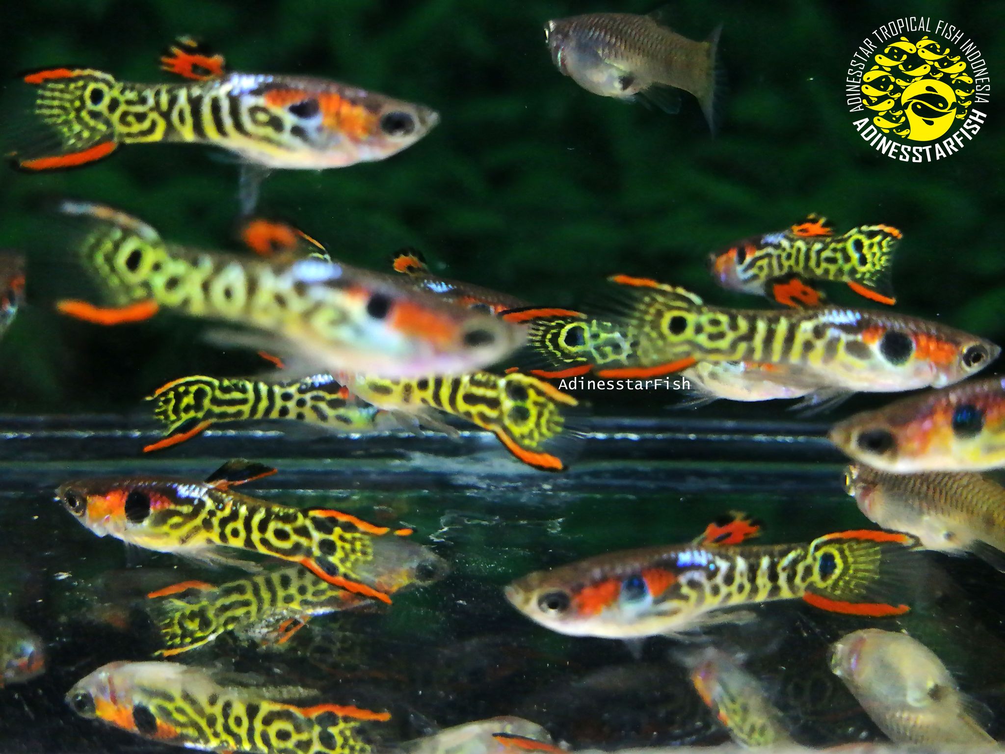 Endler Mini Tiger Hybrid Guppy